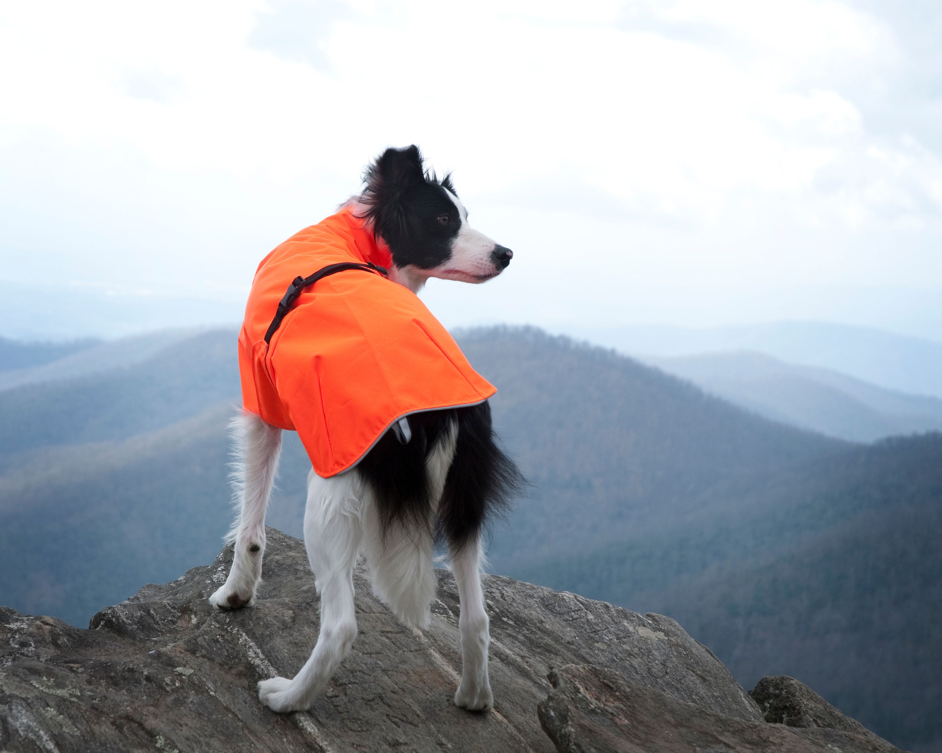 Chilly Dogs Harbour Slicker STANDARD