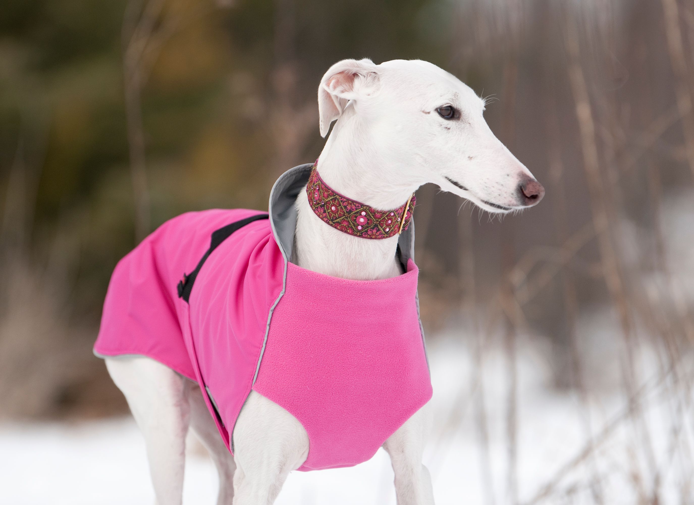 Chilly Dogs Harbour Slicker STANDARD Chilly Dogs Harbour Slicker STANDARD