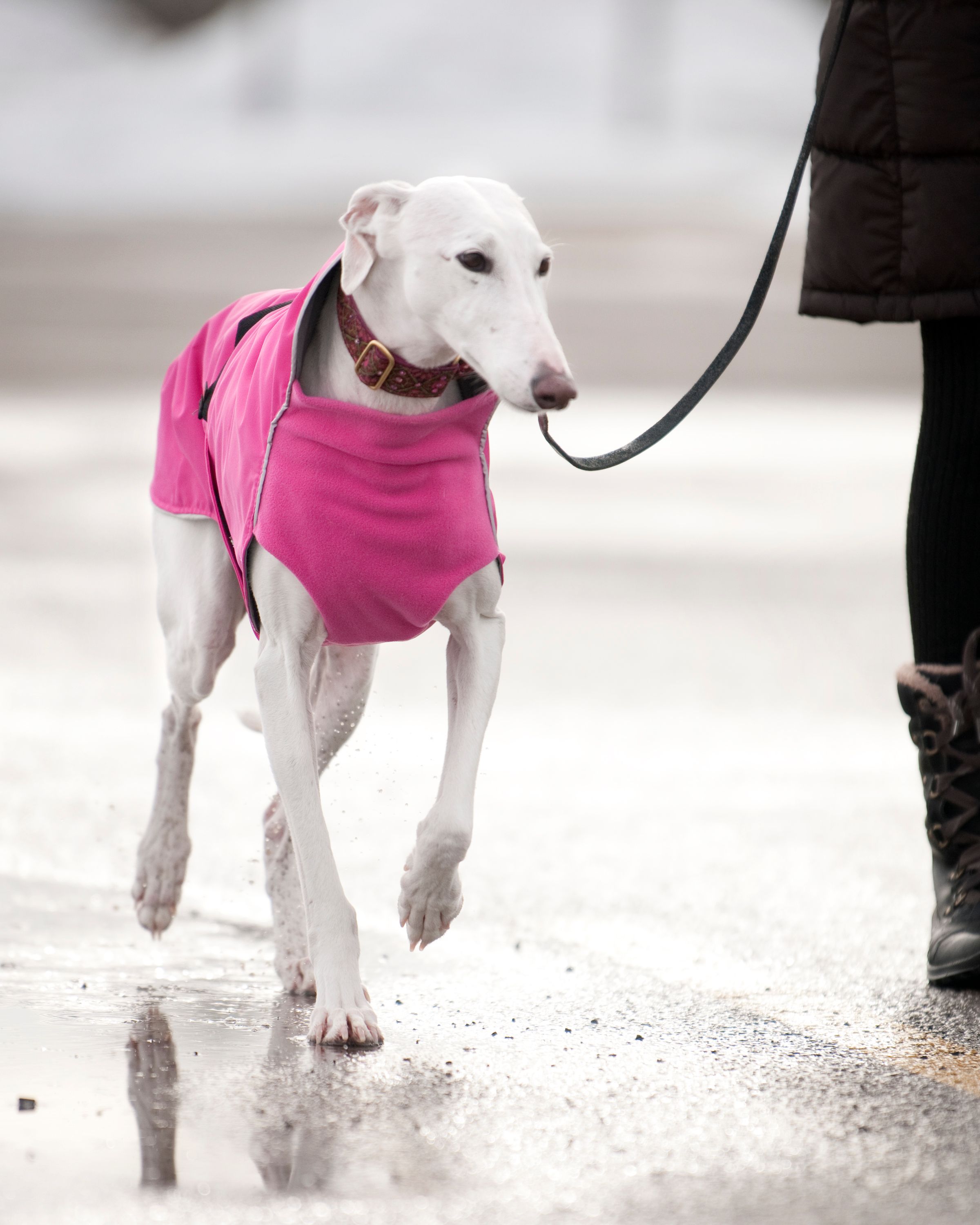 Chilly Dogs Harbour Slicker STANDARD Chilly Dogs Harbour Slicker STANDARD