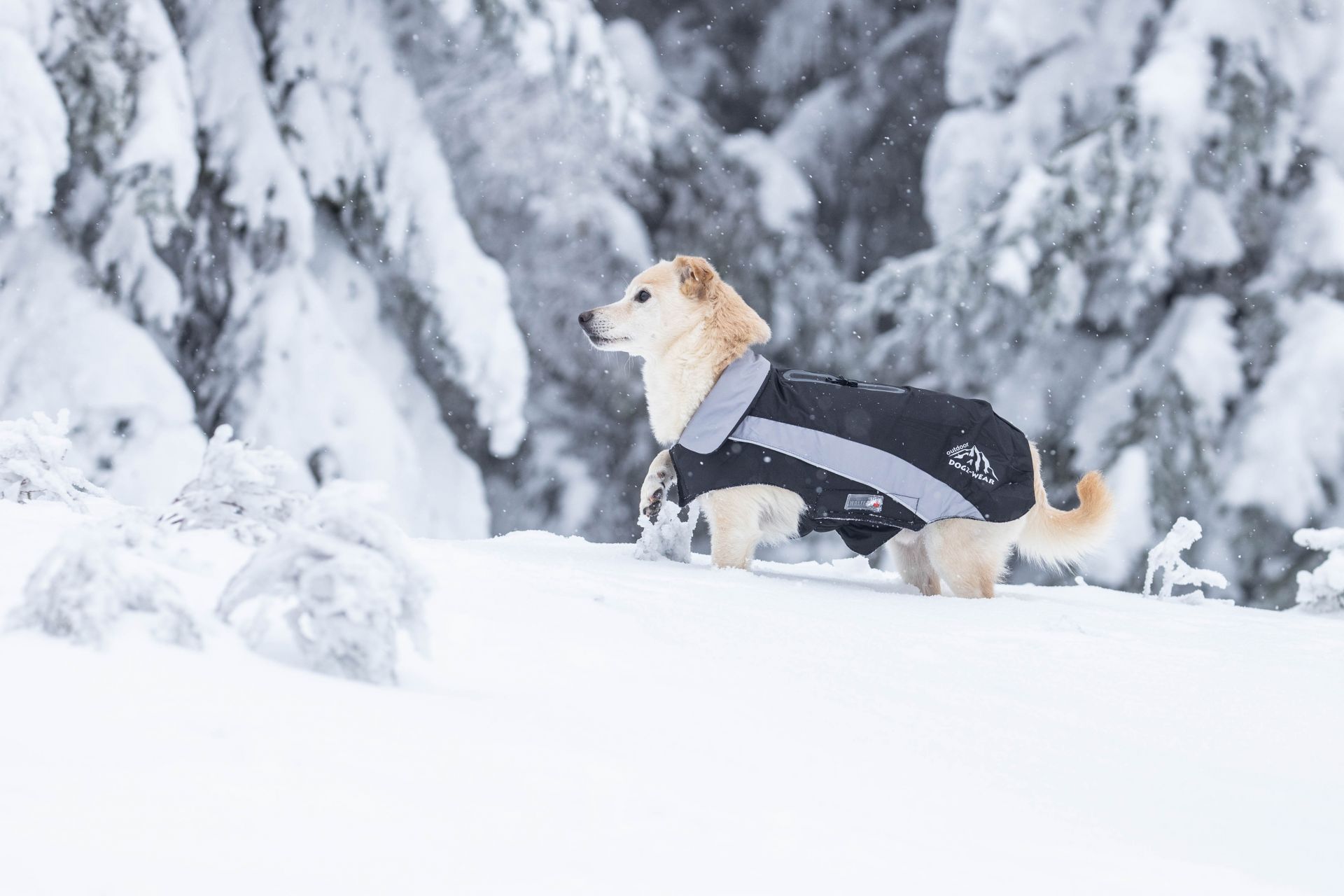 Wolters Skijacke Dogz Wear mit wasserdichtem RV für Mops & Co.