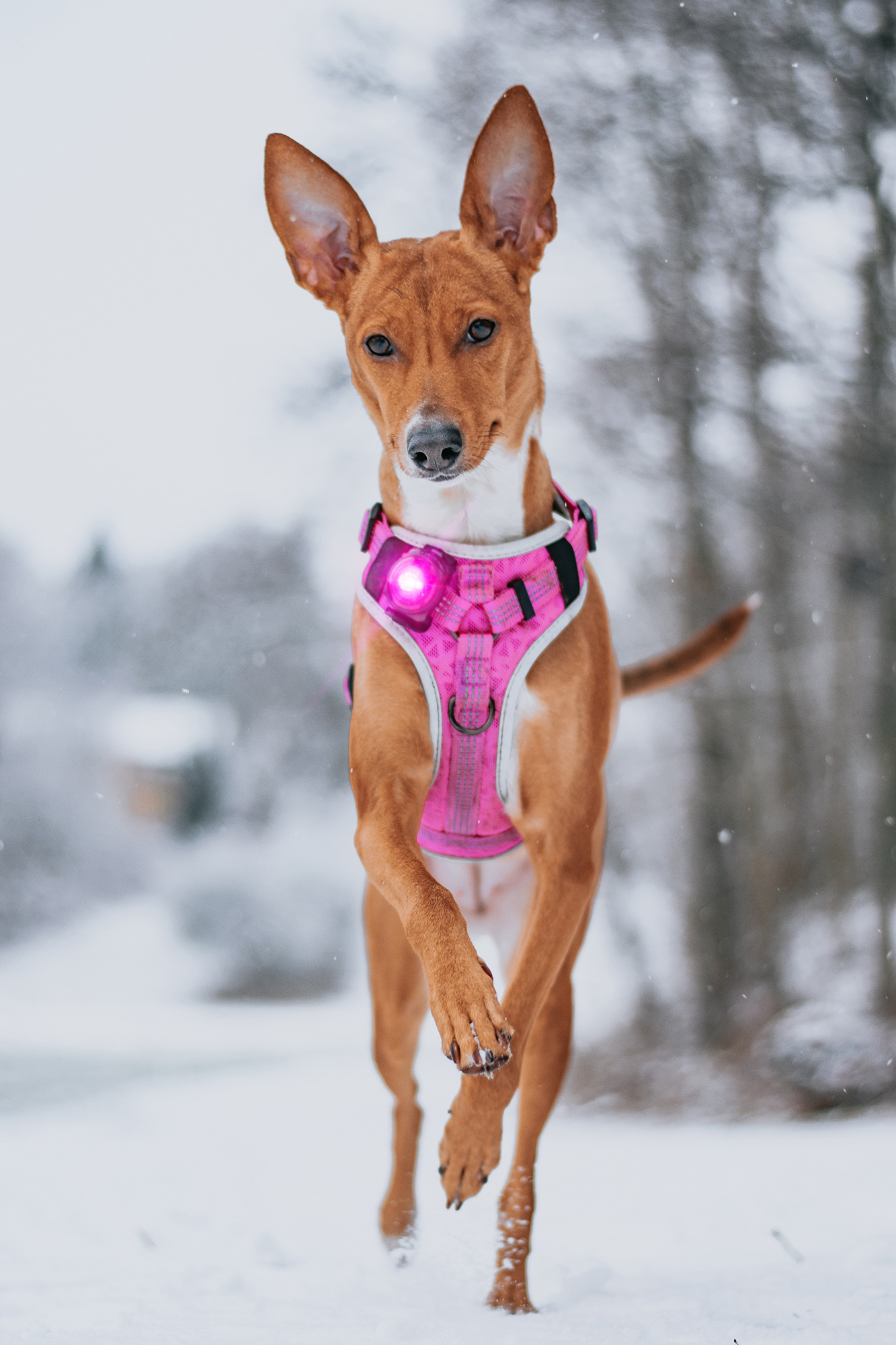 Orbiloc Dog Dual Light pink