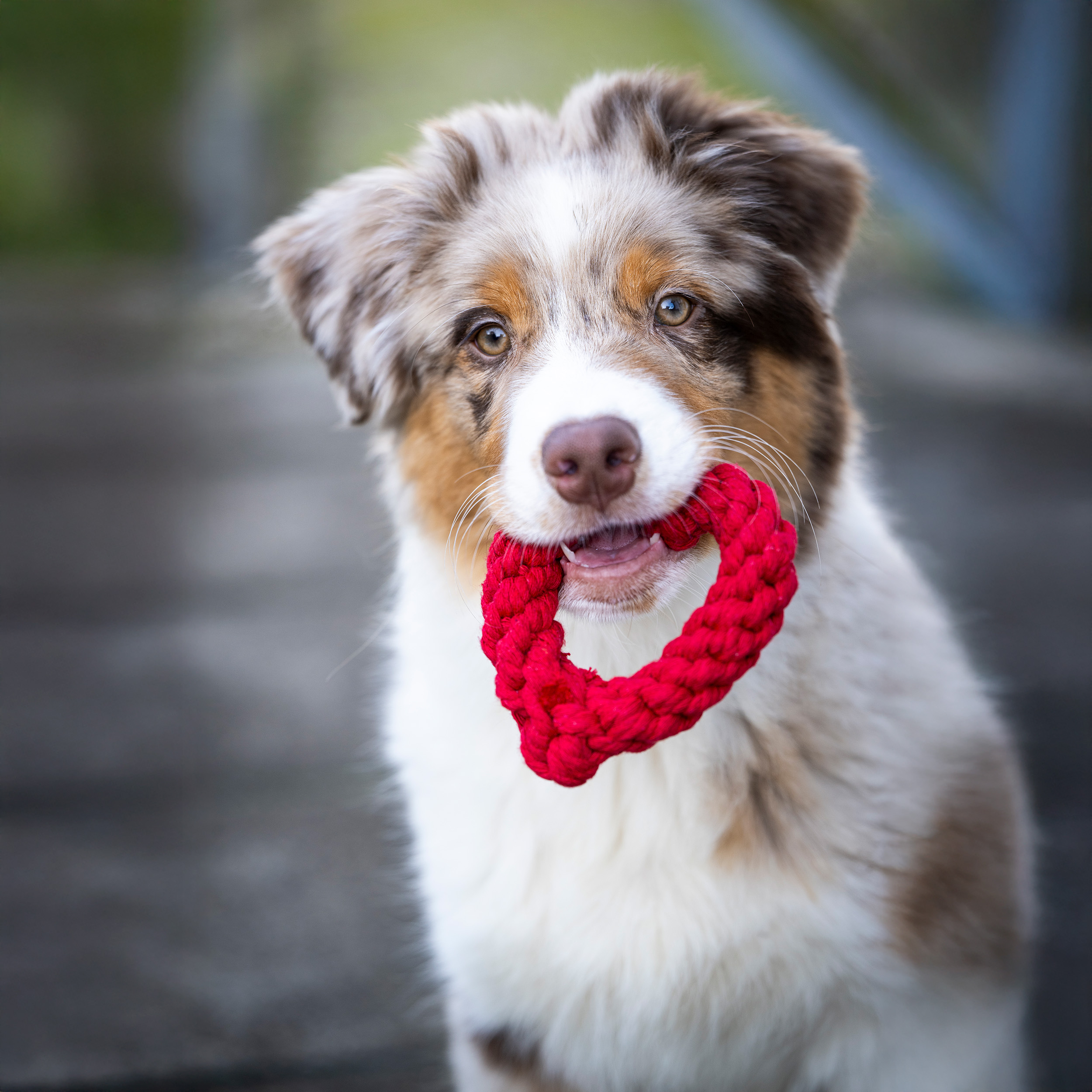 Laboni Hundespielzeug Heart rot