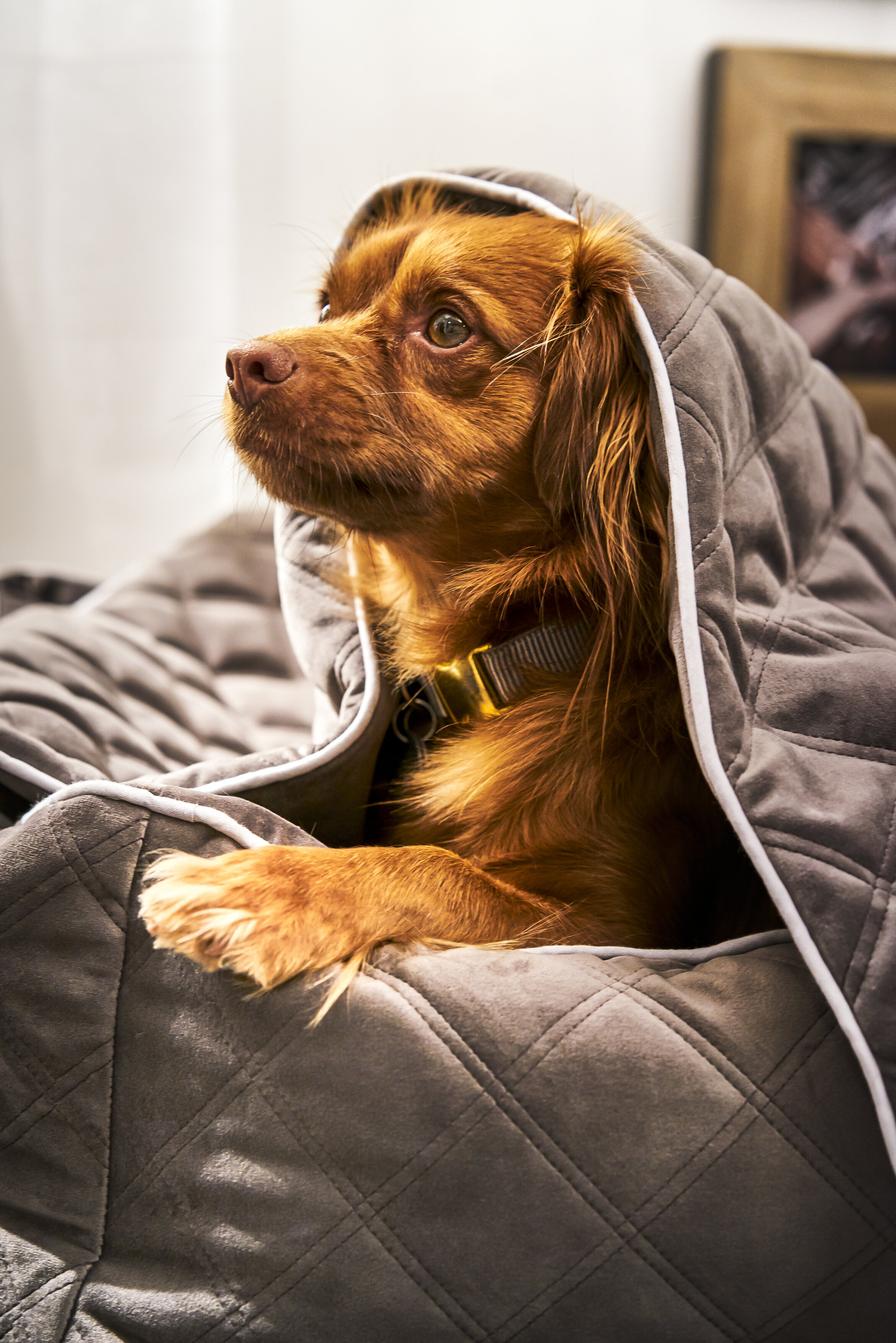 Laboni Hundebett OXFORD