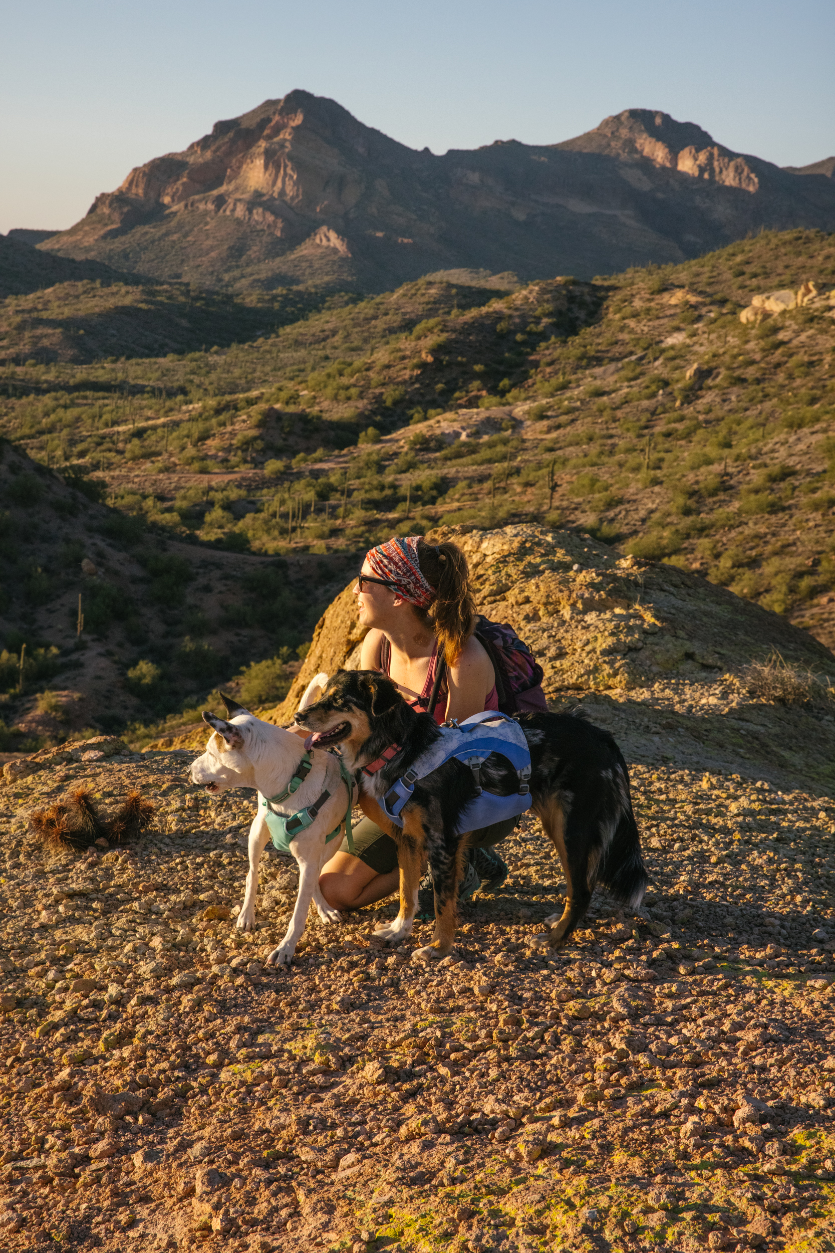 RuffWear Swamp Cooler™ Harness Heliotrope Purple