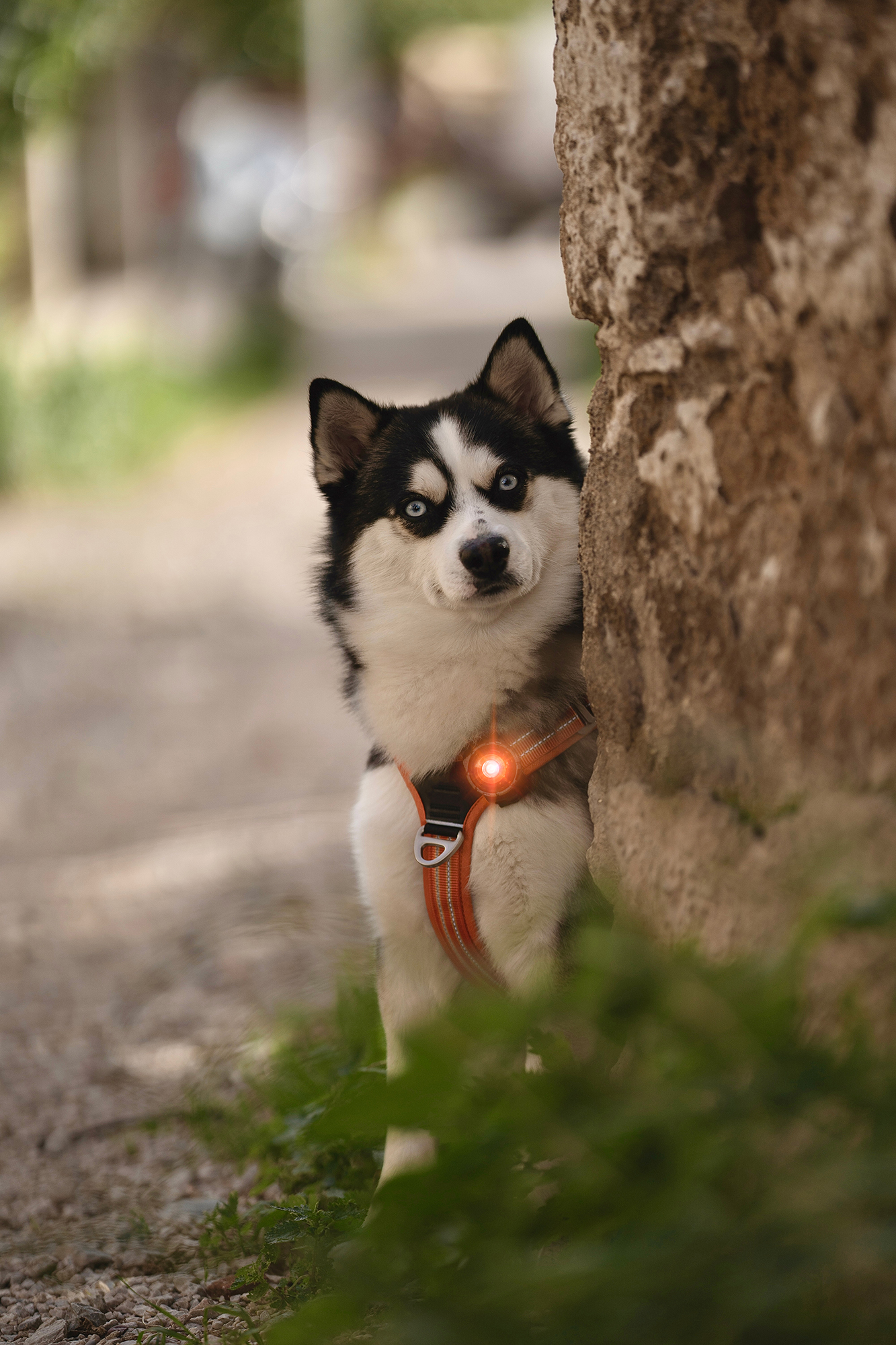 Orbiloc Dog Dual Light amber