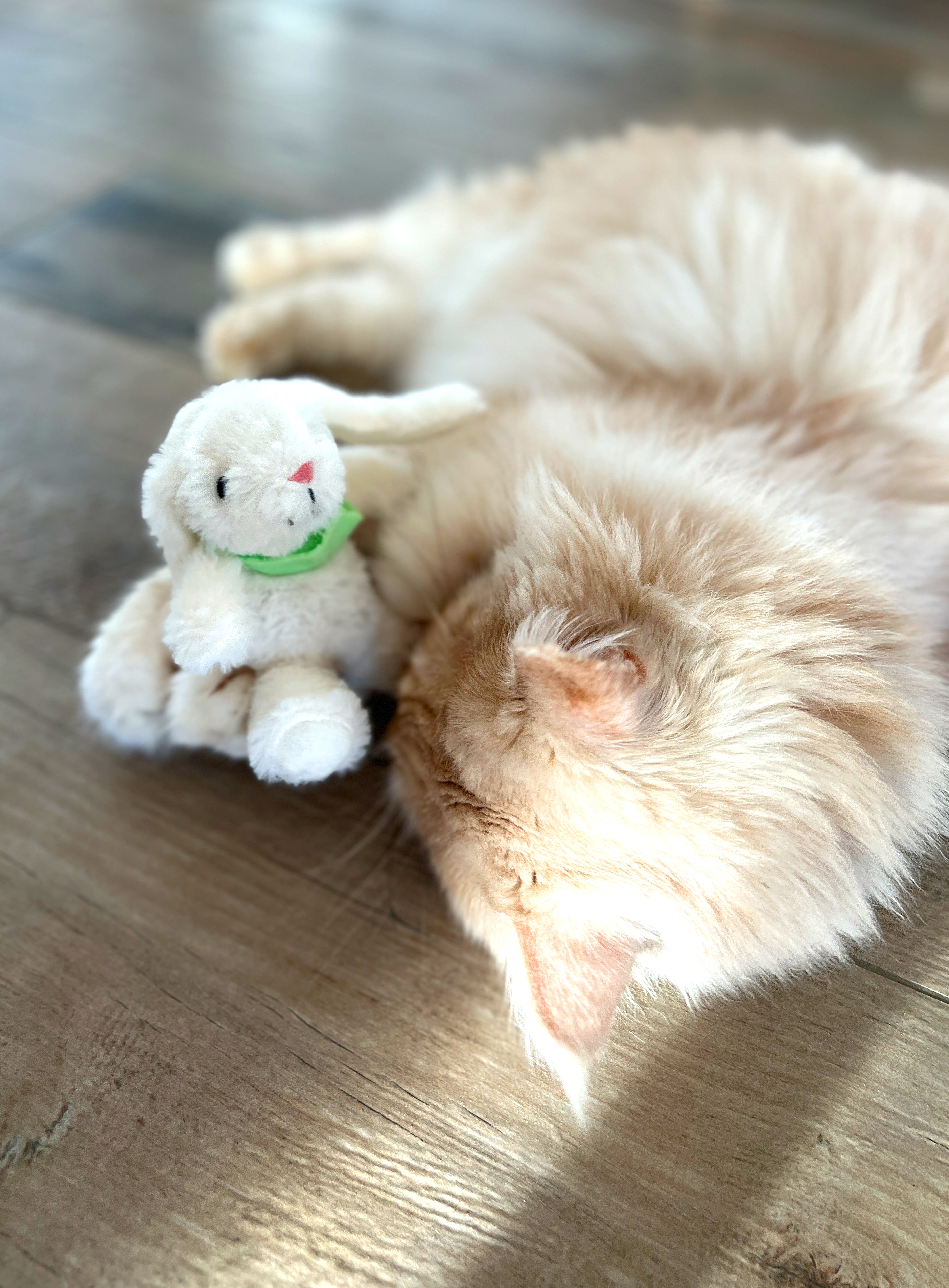 Aumüller Katzenspielzeug Hoppelhase Harry