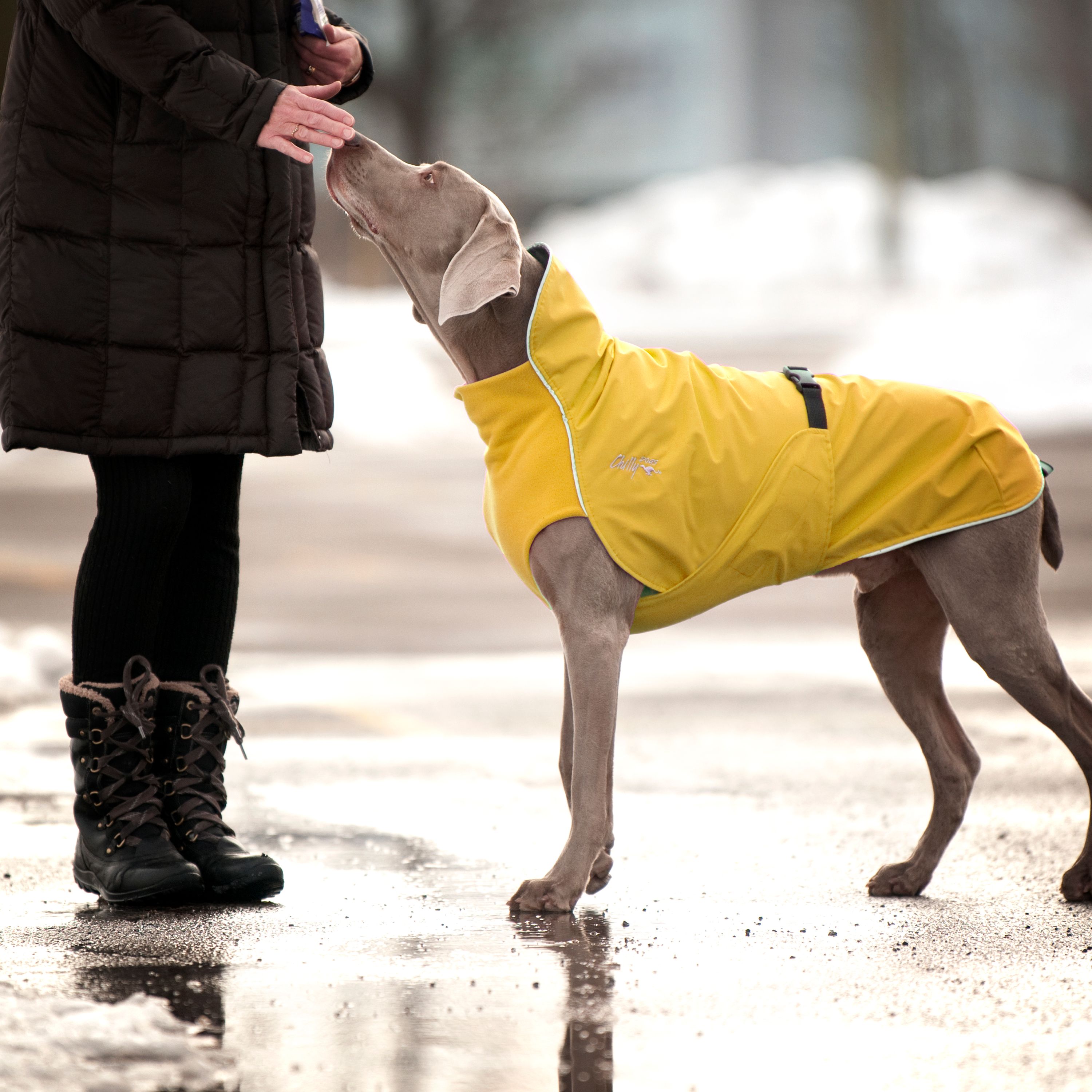 Chilly Dogs Harbour Slicker STANDARD