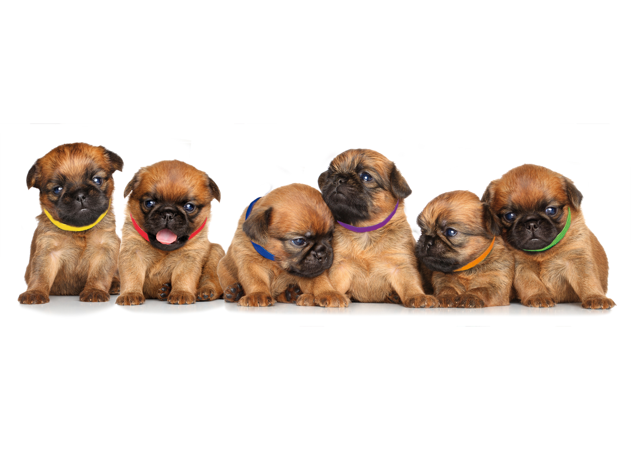 4Pups Welpenhalsbänder bis zur 8. Woche, 12 Stück