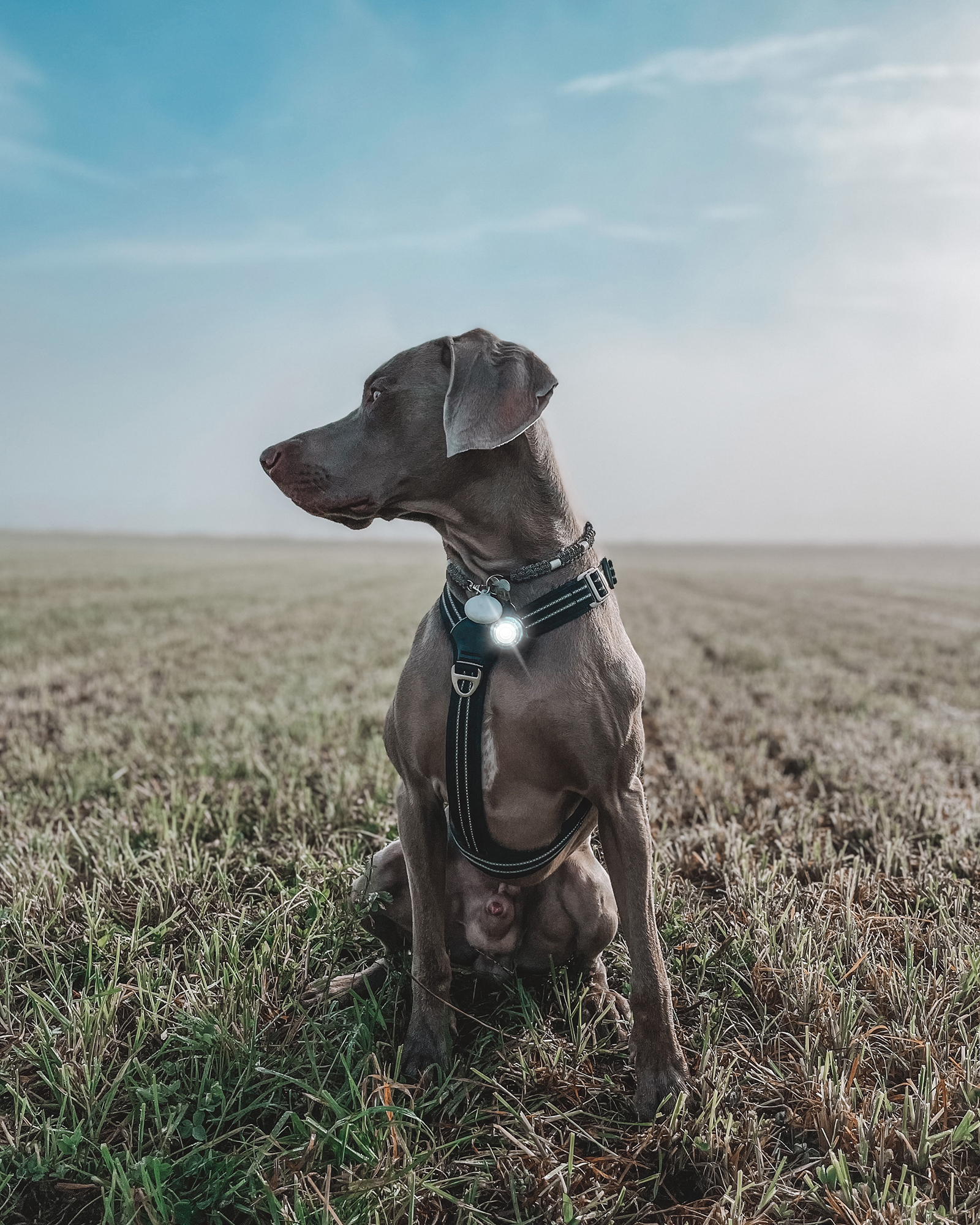 Orbiloc Dog Dual Light white