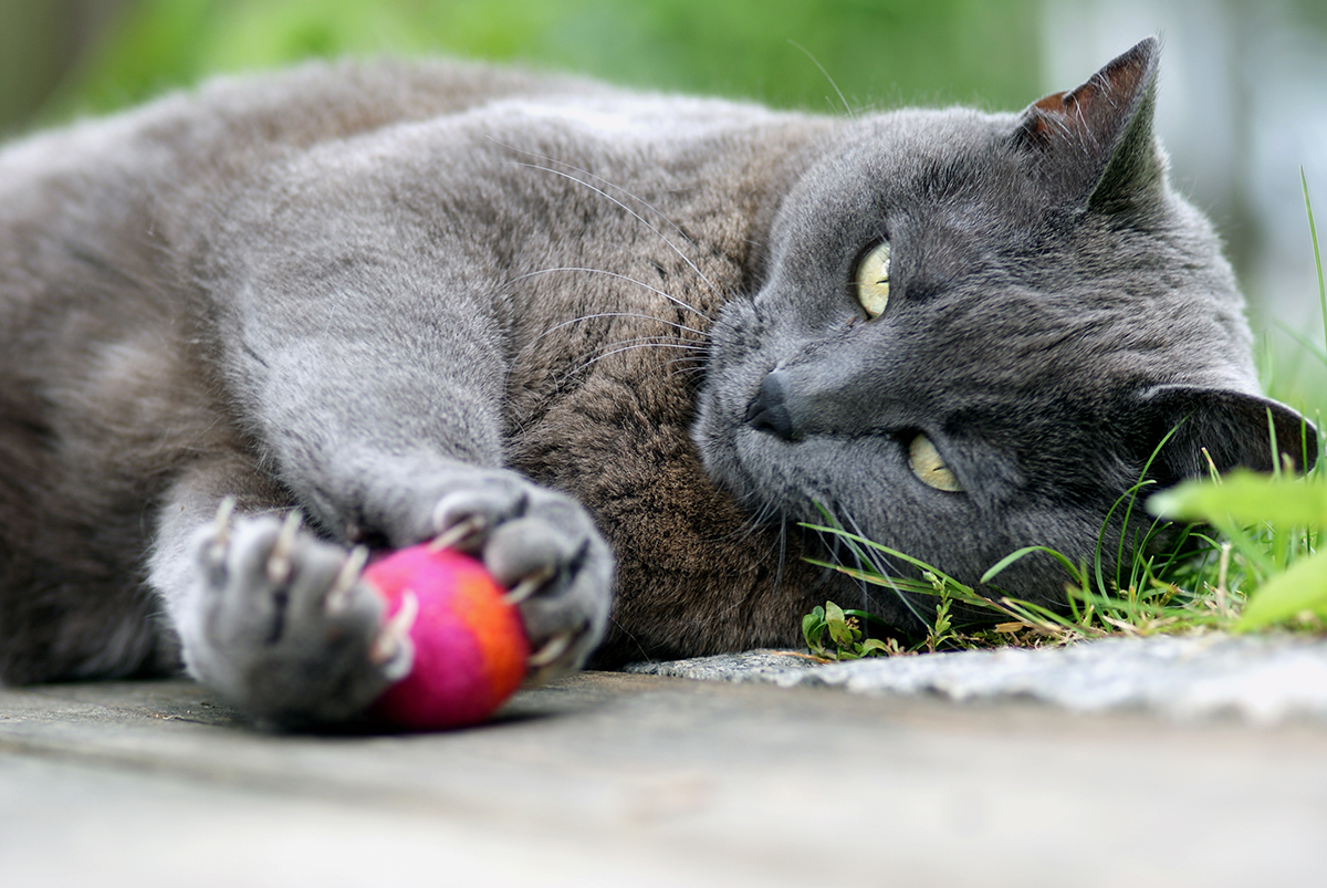 Treusinn Katzenspielzeug Filzi