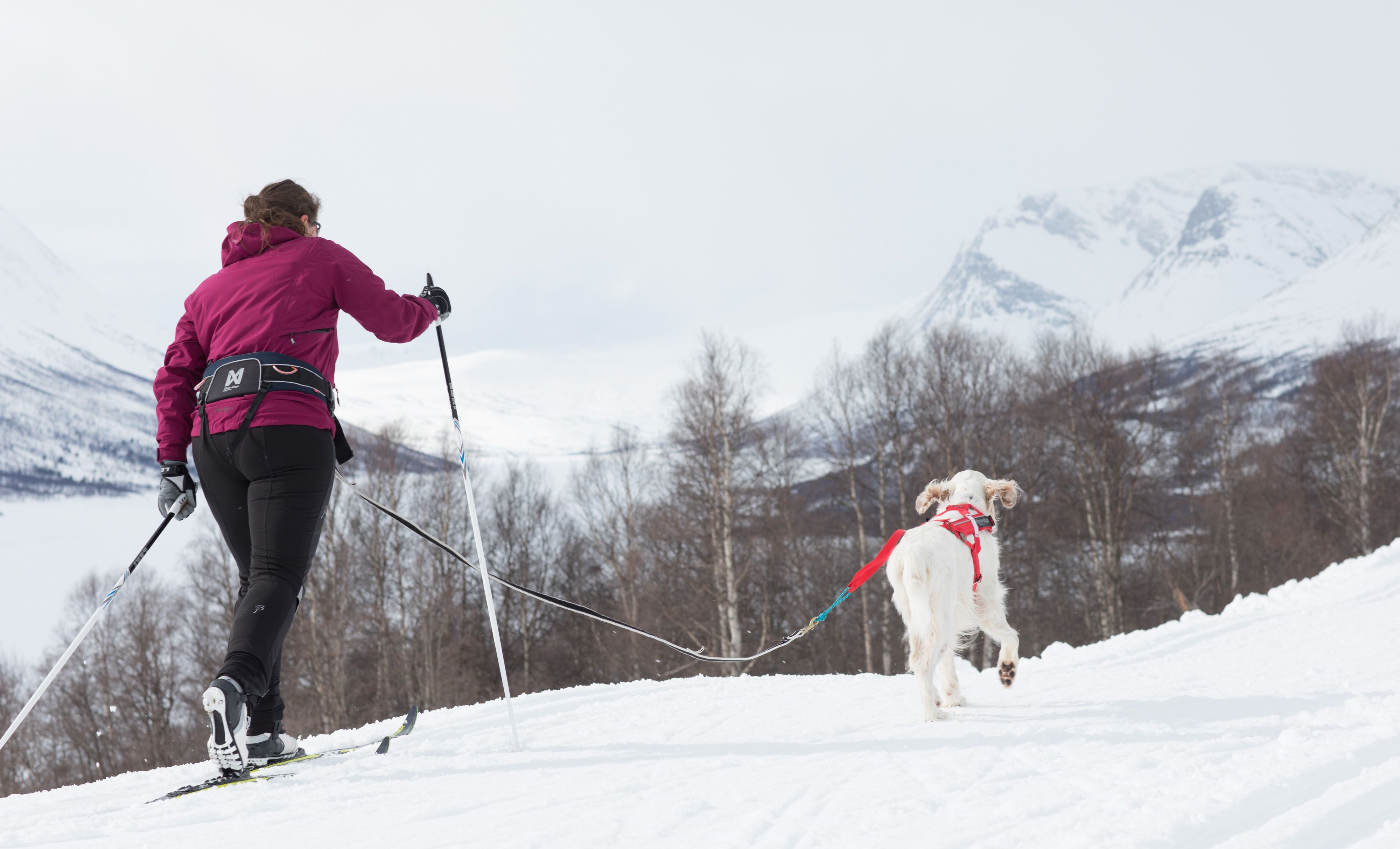 Non-stop dogwear Trekking Belt