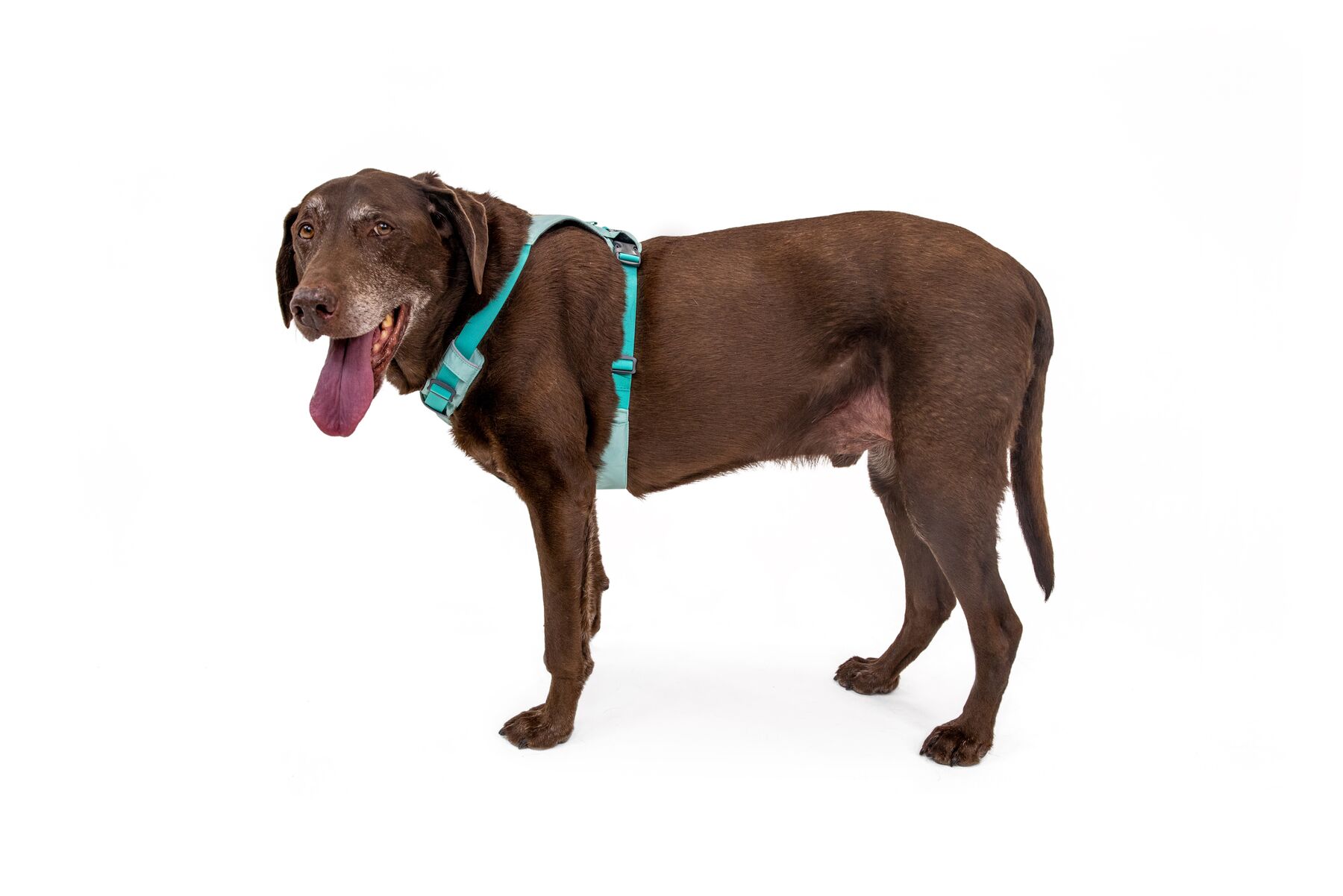 RuffWear Hi & Light™ Harness Sage Green