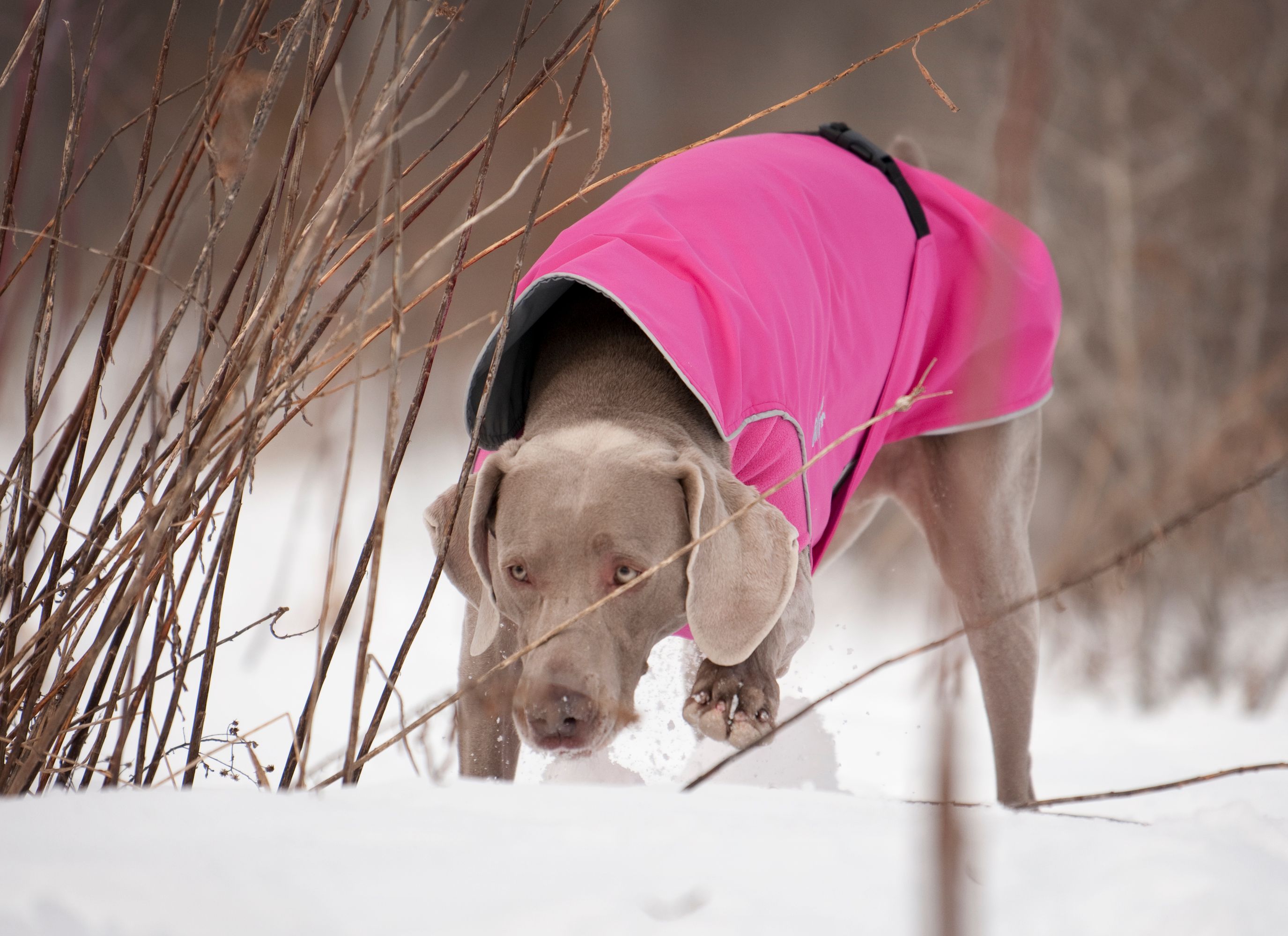 Chilly Dogs Harbour Slicker STANDARD Chilly Dogs Harbour Slicker STANDARD