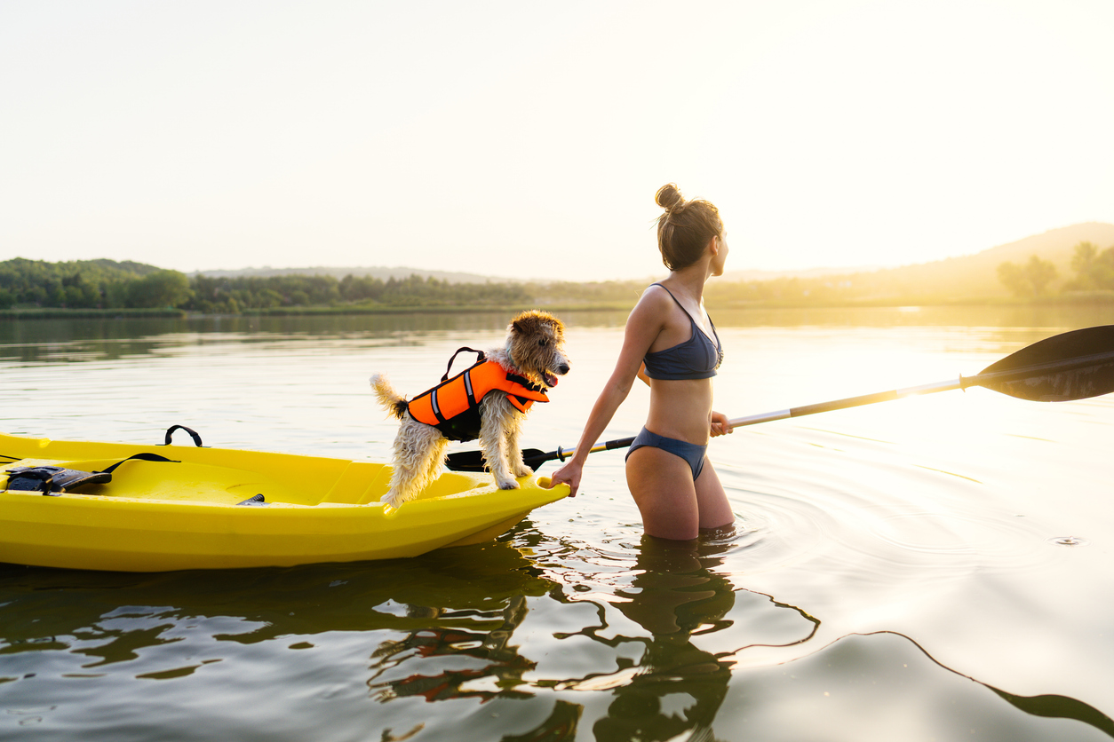 Hund mit leuchtender Schwimmweste auf Kanu. 