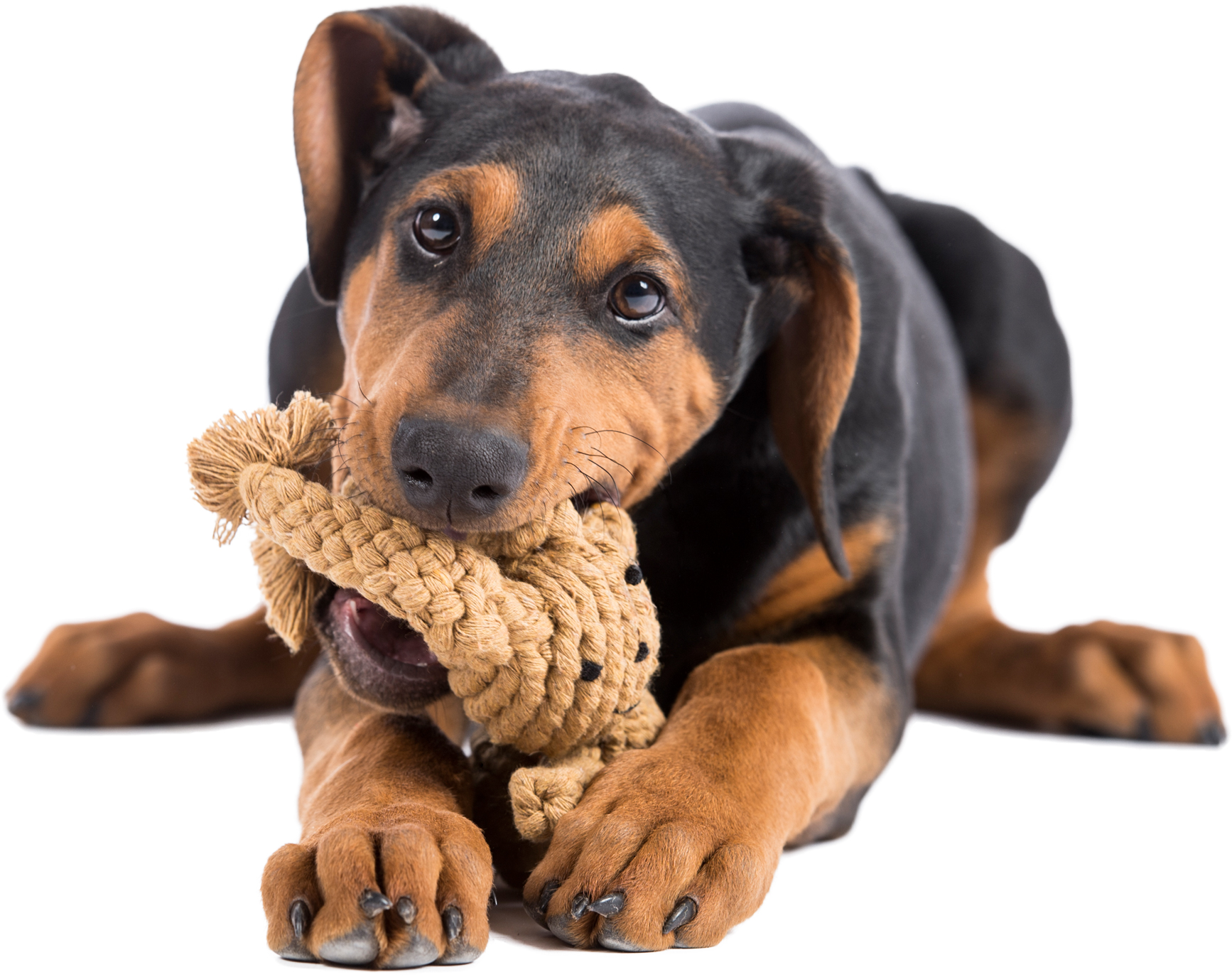 Laboni Hundespielzeug Heinrich Hase hellbraun 22cm