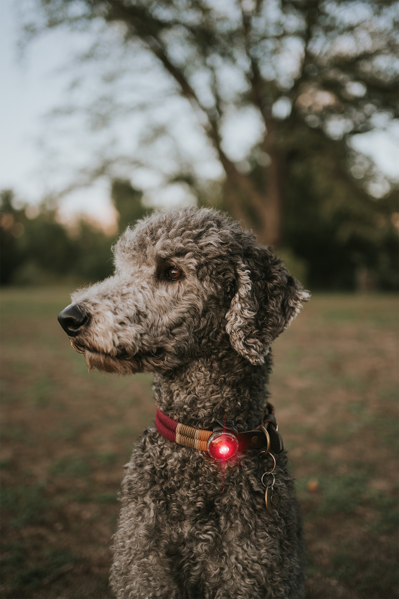 Orbiloc Dog Dual Light red Orbiloc Dog Dual Light red