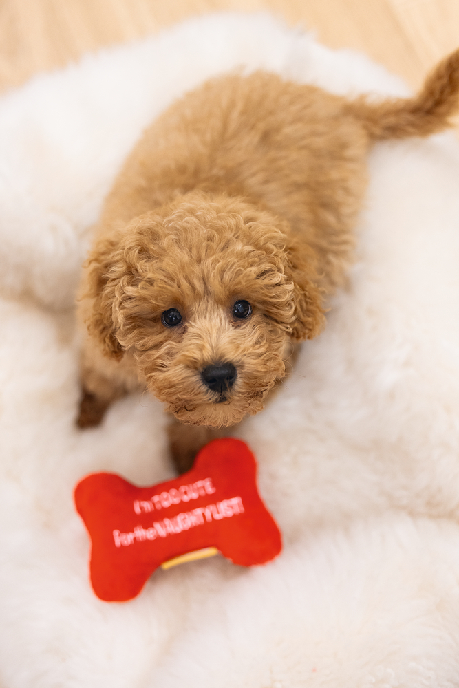 Beeztees Hundespielzeug Weihnachtsknochen 16cm