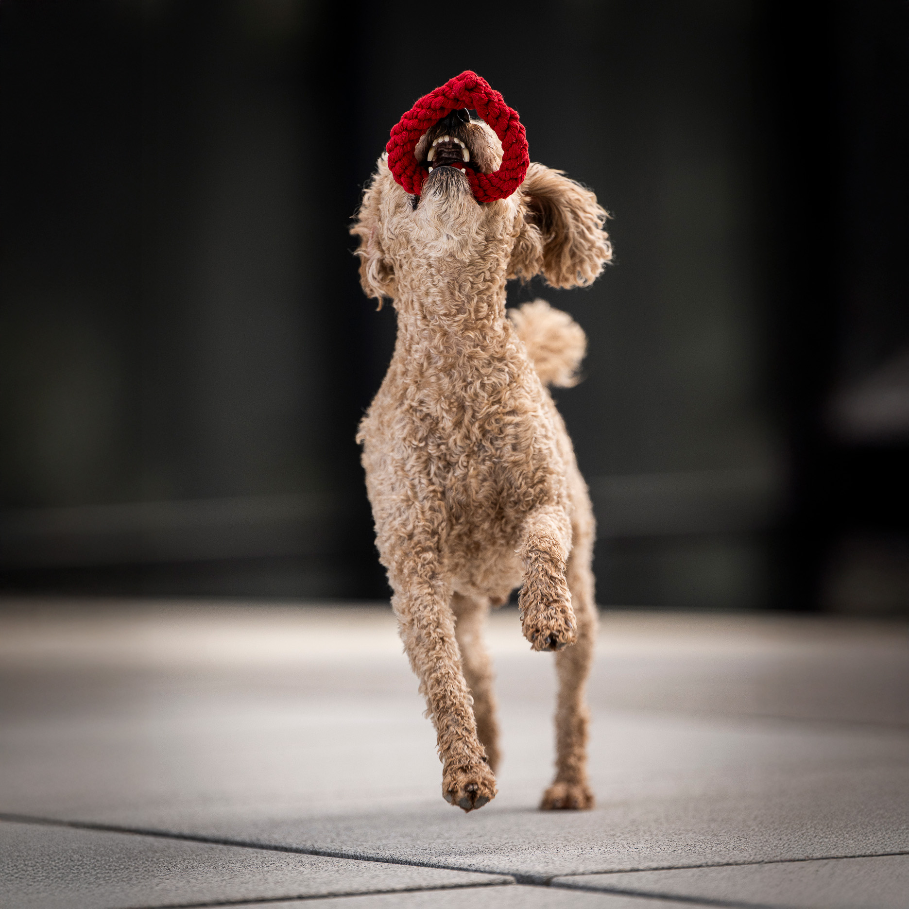 Laboni Hundespielzeug Heart rot