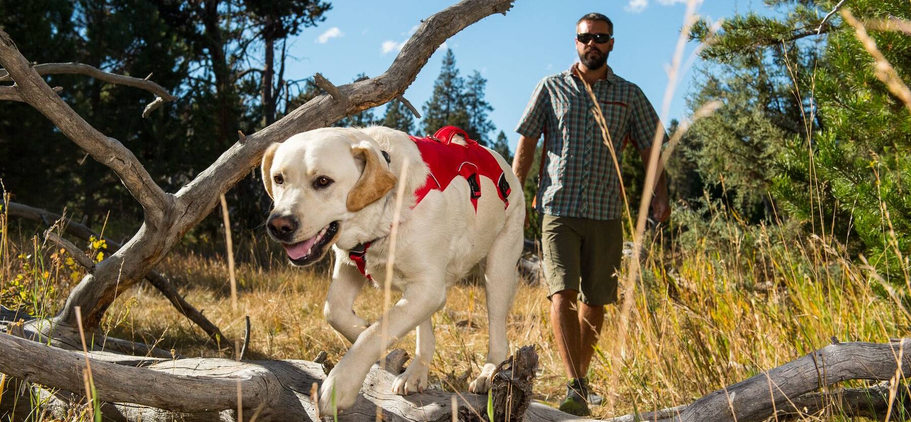 Ruffwear Web Master Harness Blue Dusk
