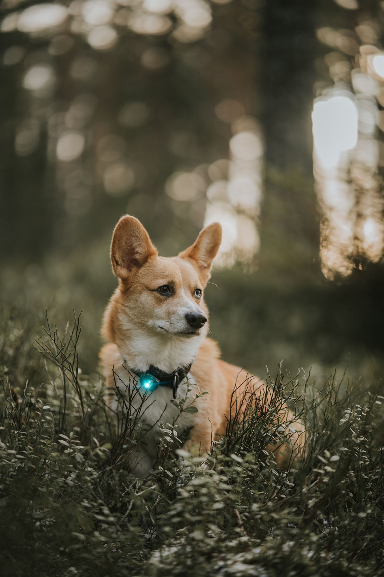 Orbiloc Dog Dual Light turquoise