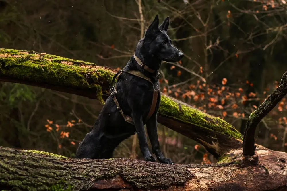 Non-stop dogwear Line Harness WD olive