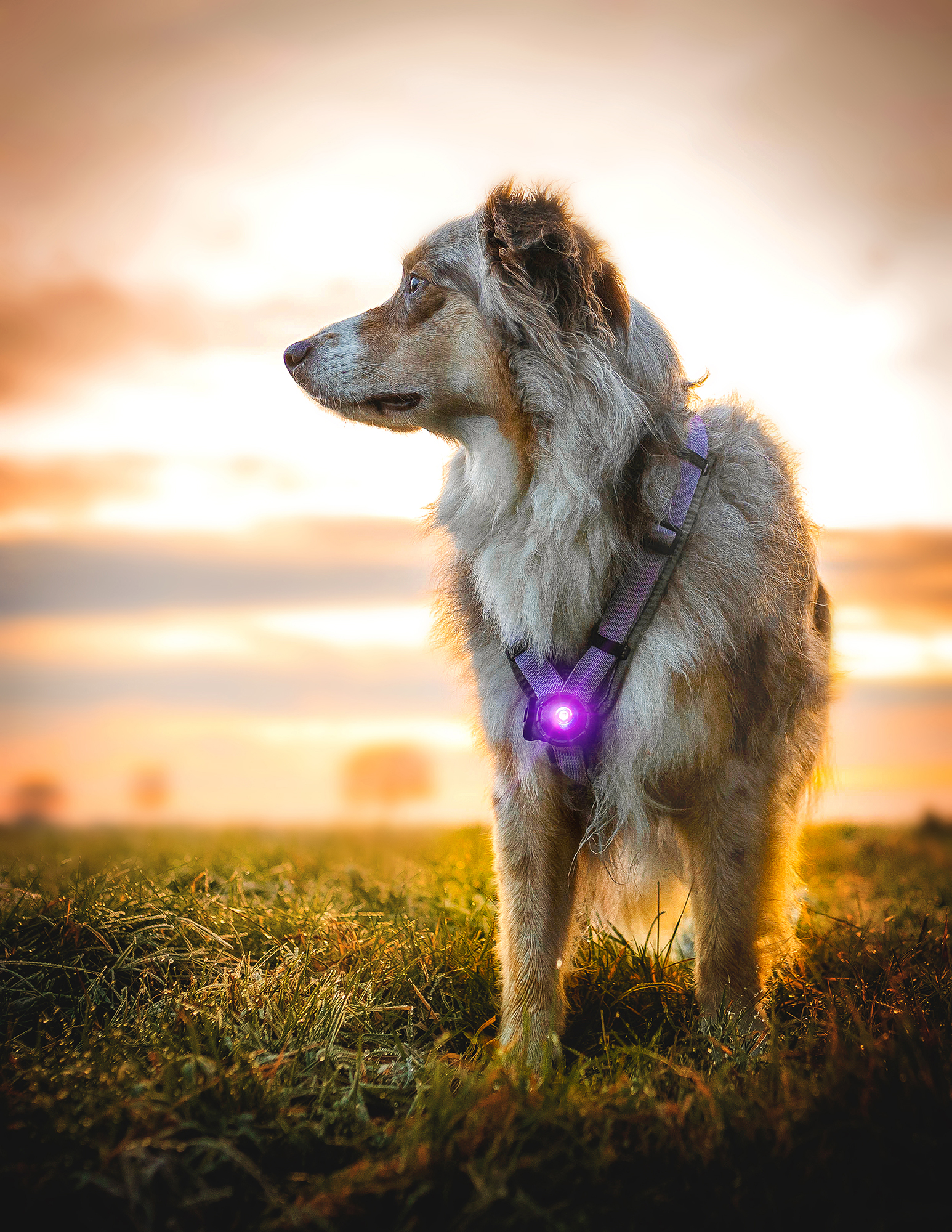 Orbiloc Dog Dual Light purple