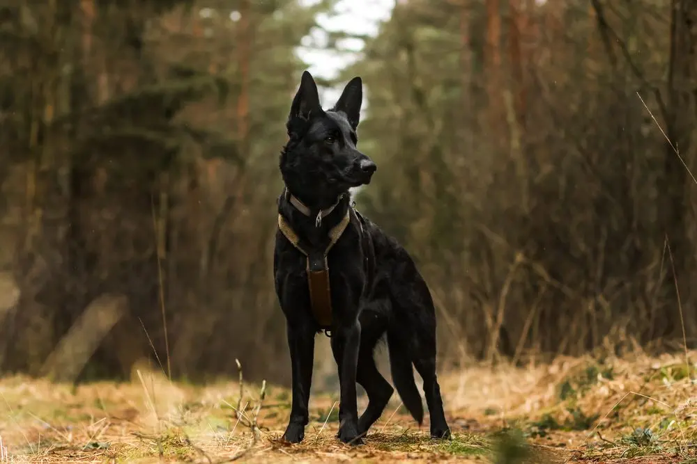 Non-stop dogwear Line Harness WD olive