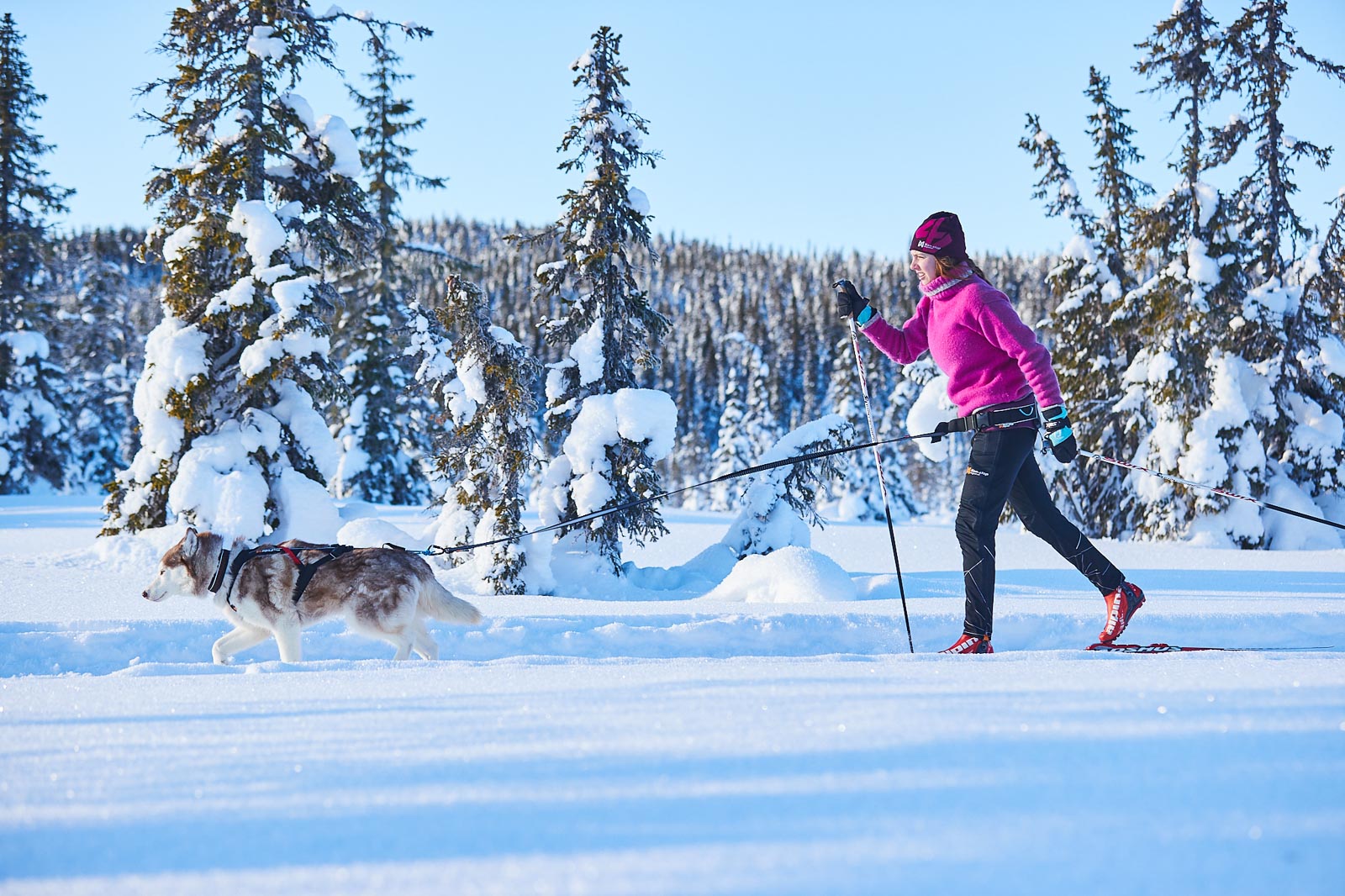 Non-stop dogwear Trekking Belt