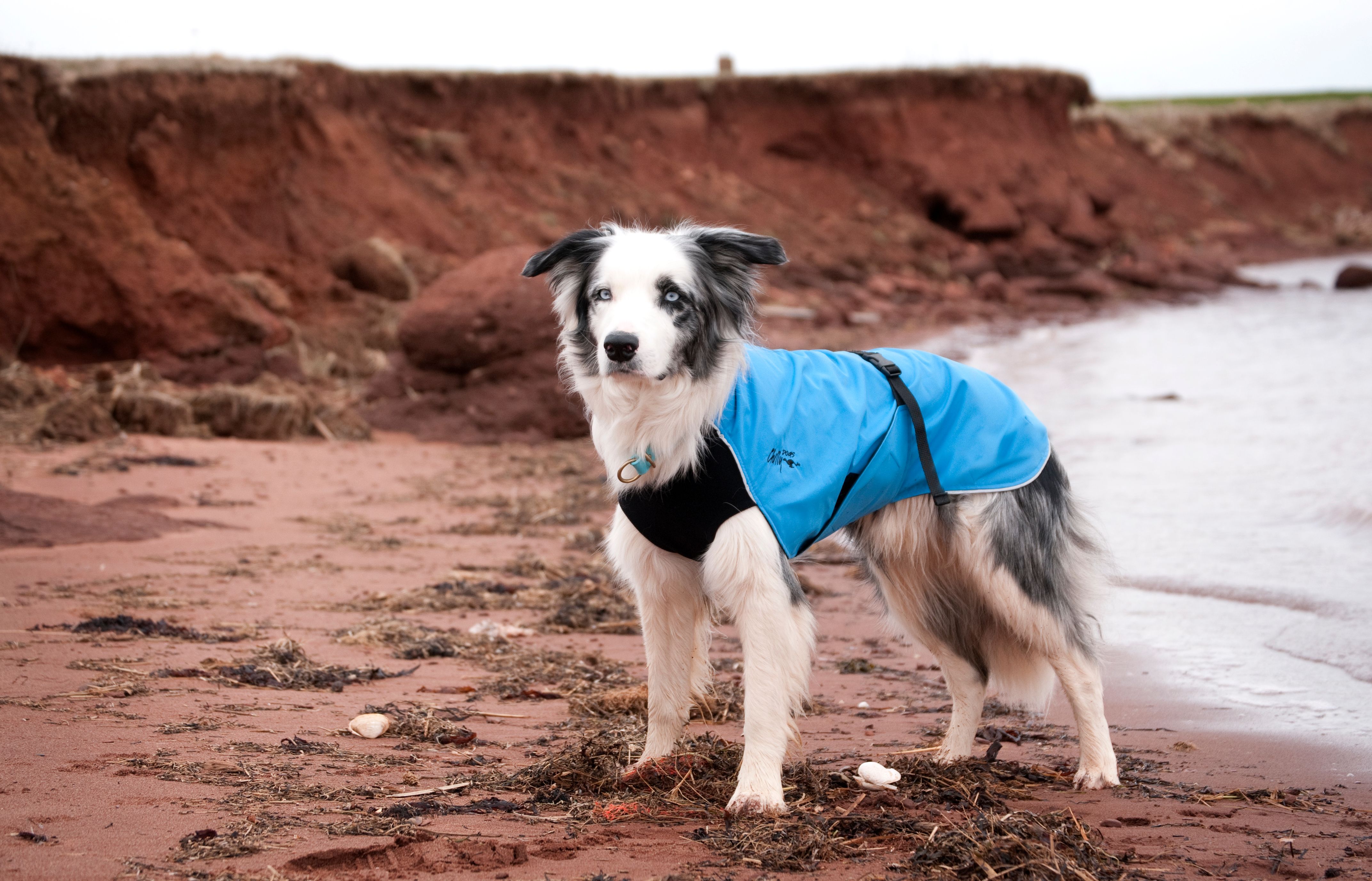 Chilly Dogs Harbour Slicker STANDARD