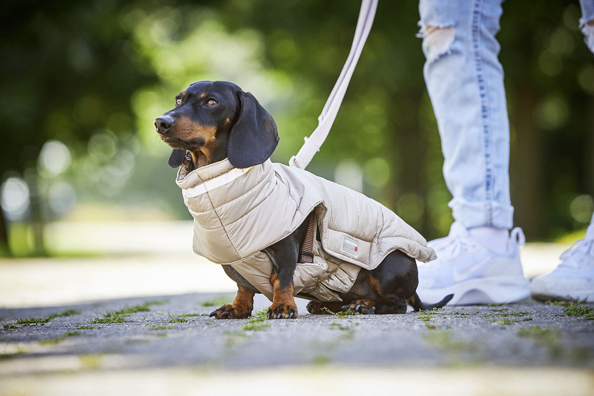 Wolters Steppjacke Cosy für Dackel