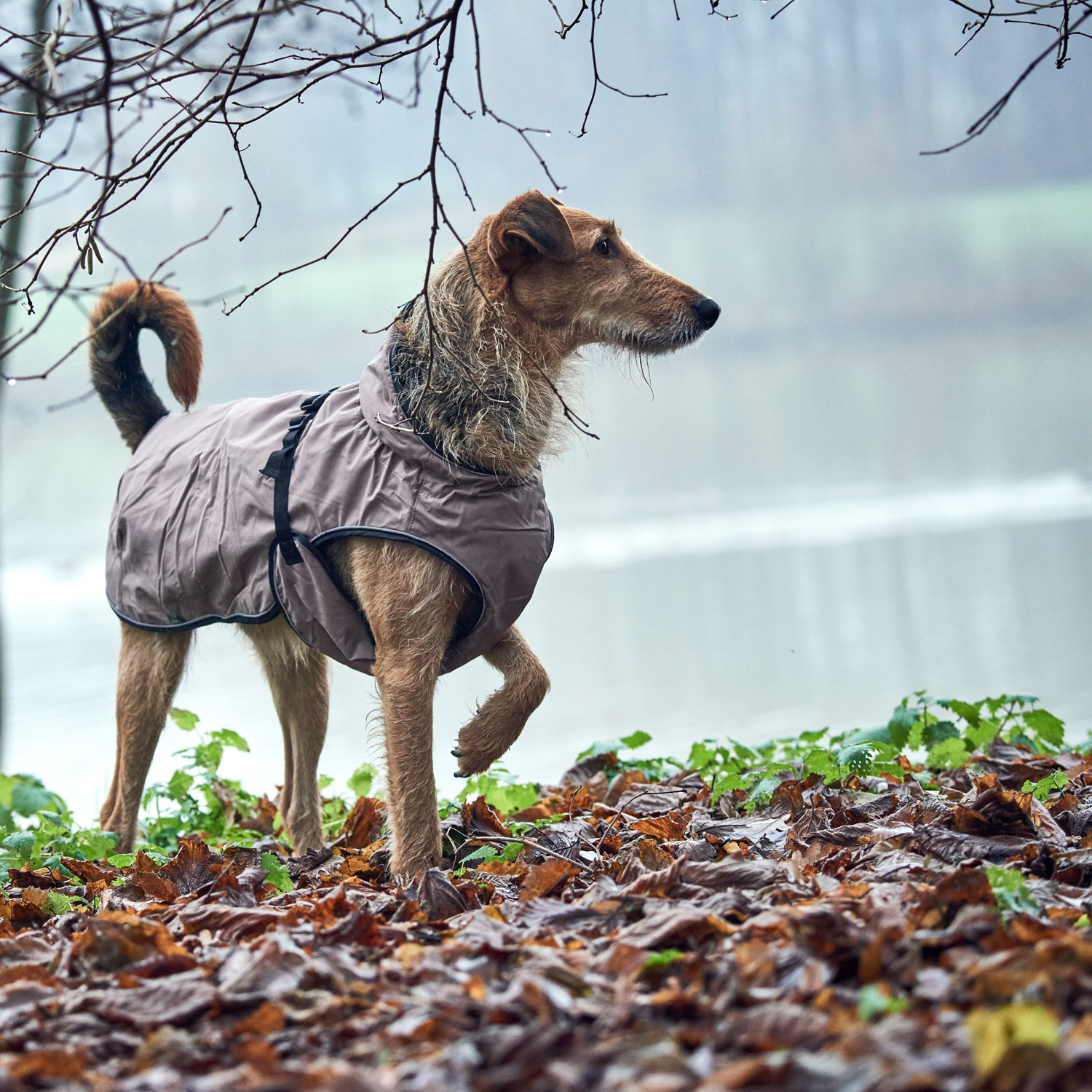 Hunter Hundemantel Uppsala, wasserabweisend, reflektierend