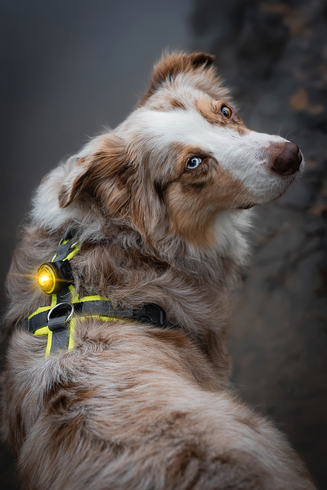 Orbiloc Dog Dual Light yellow