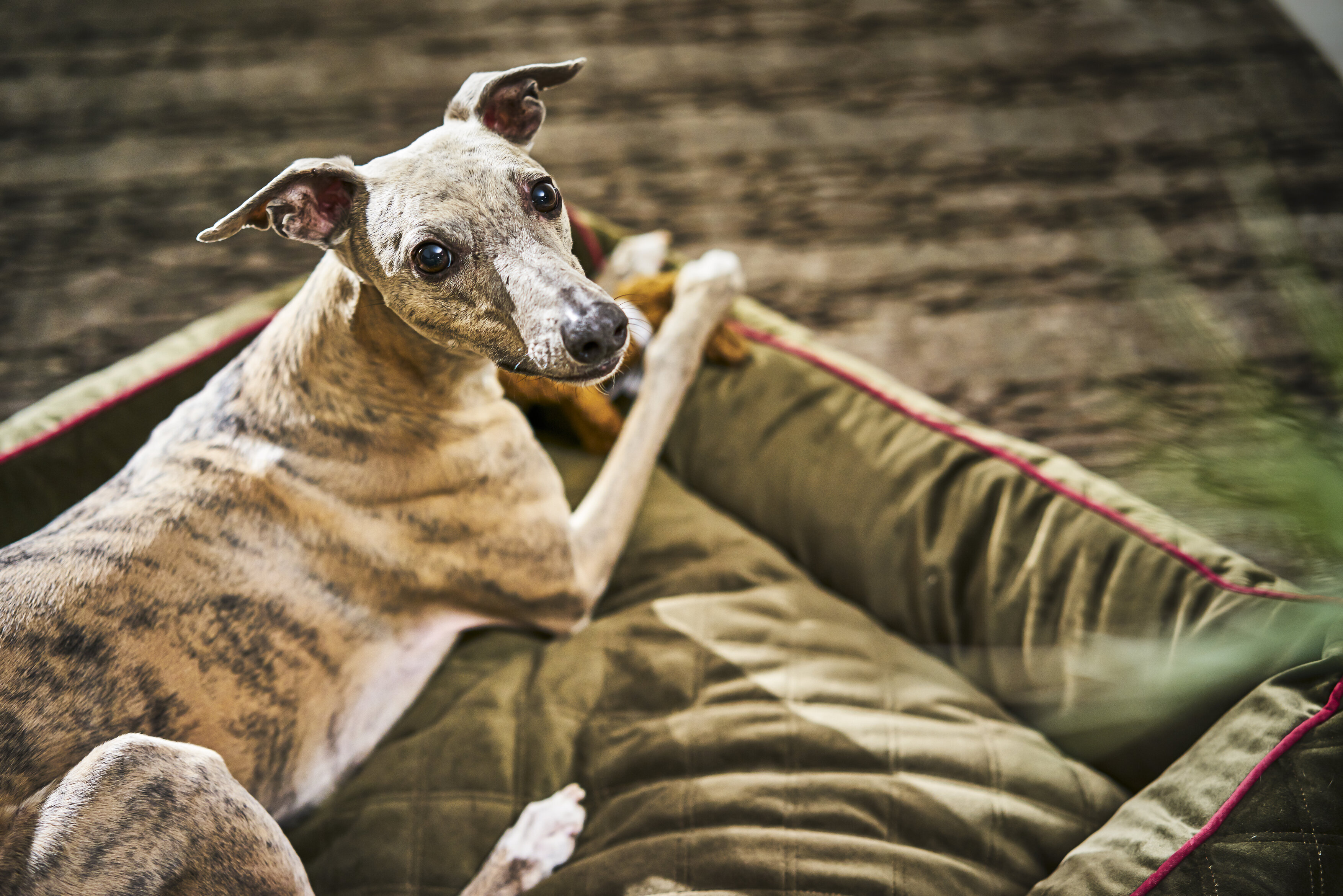 Laboni Hundebett OXFORD
