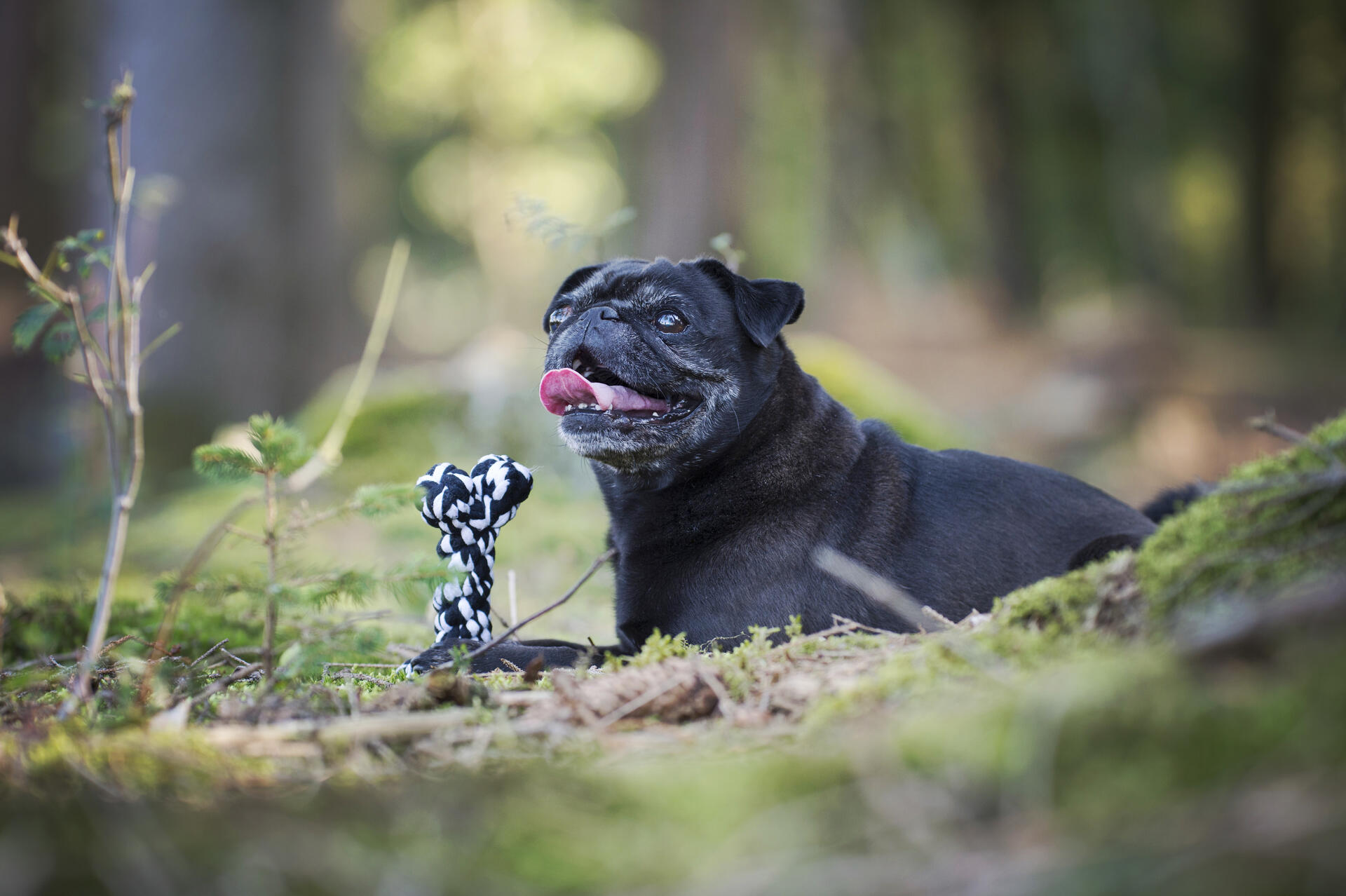 Laboni Hundespielzeug Bonnie Bone, 14cm