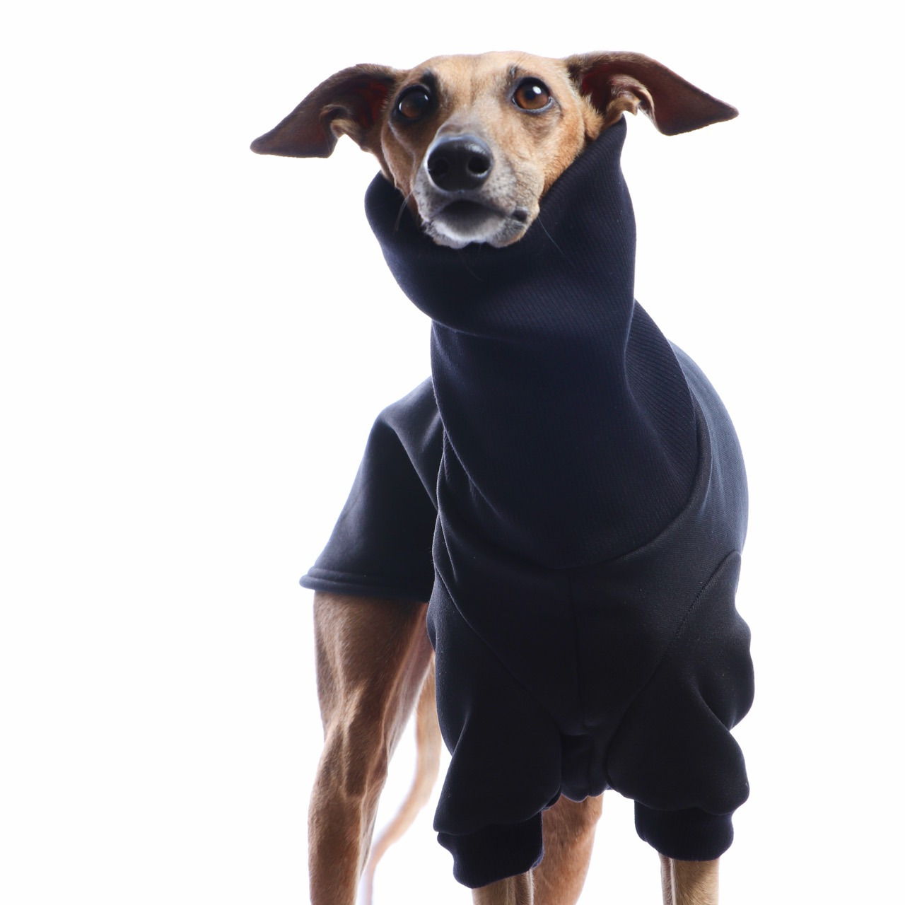 DG DogGear Basic Winter Sweatshirt - L1 - Schwarz