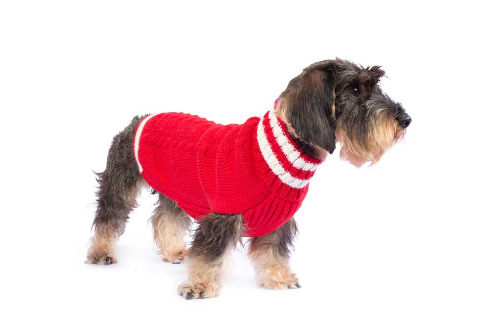 Alqo Wasi Hunde-Pullover Varsity Cable