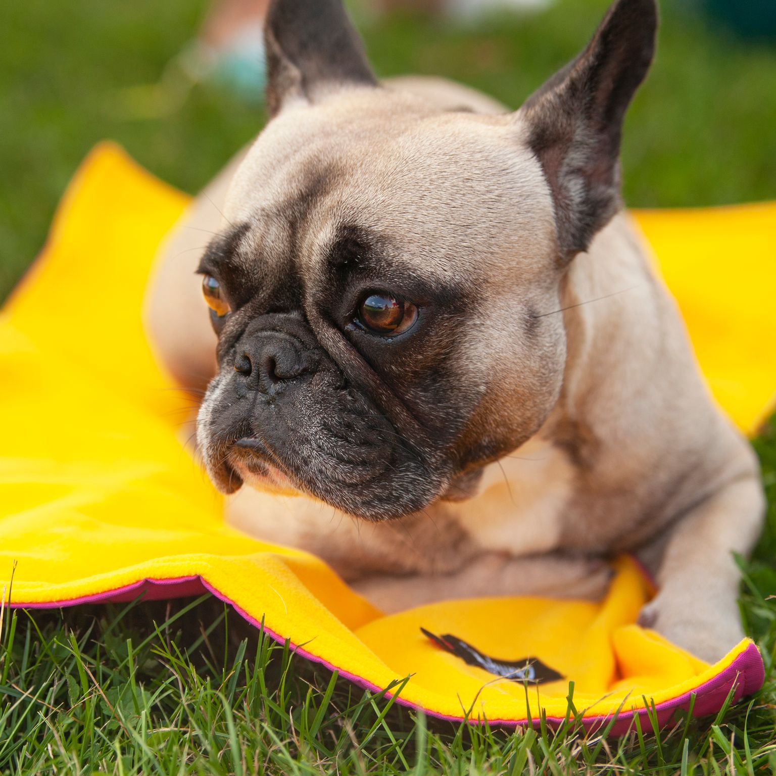 Chilly Dogs Reversible Alpine Mat