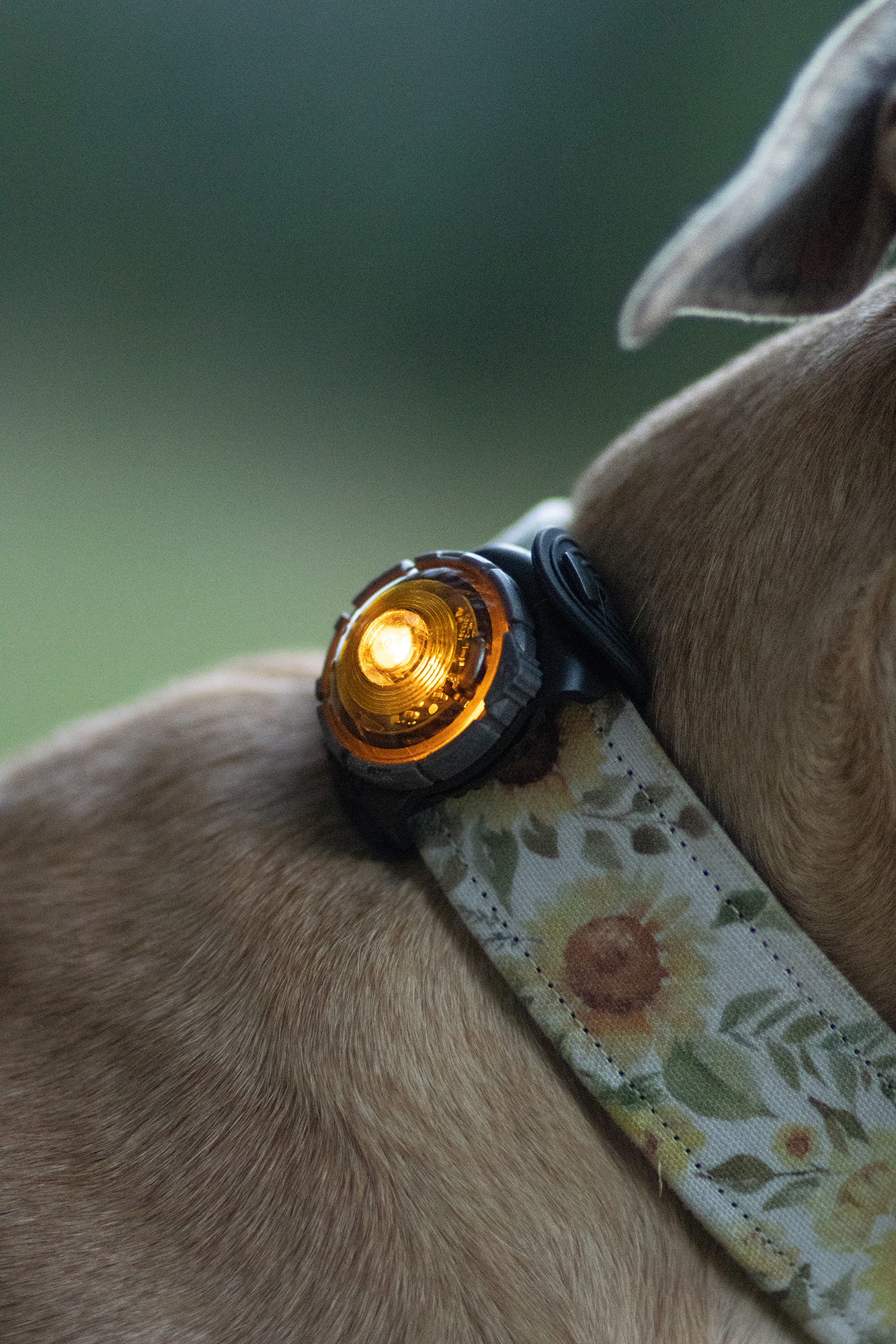 Orbiloc Dog Dual Light yellow