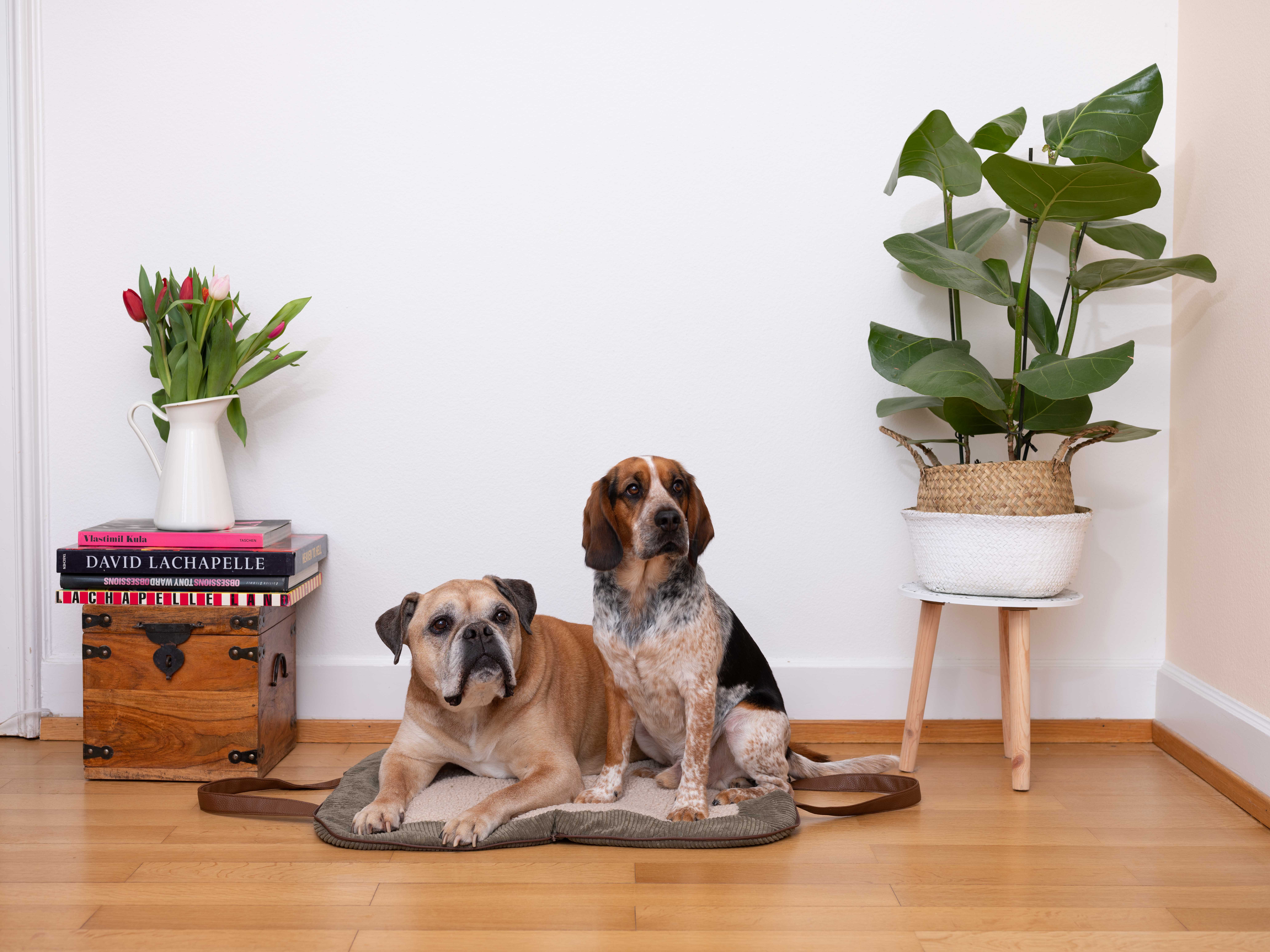 Pet & Co. Hundematte Charly Cord