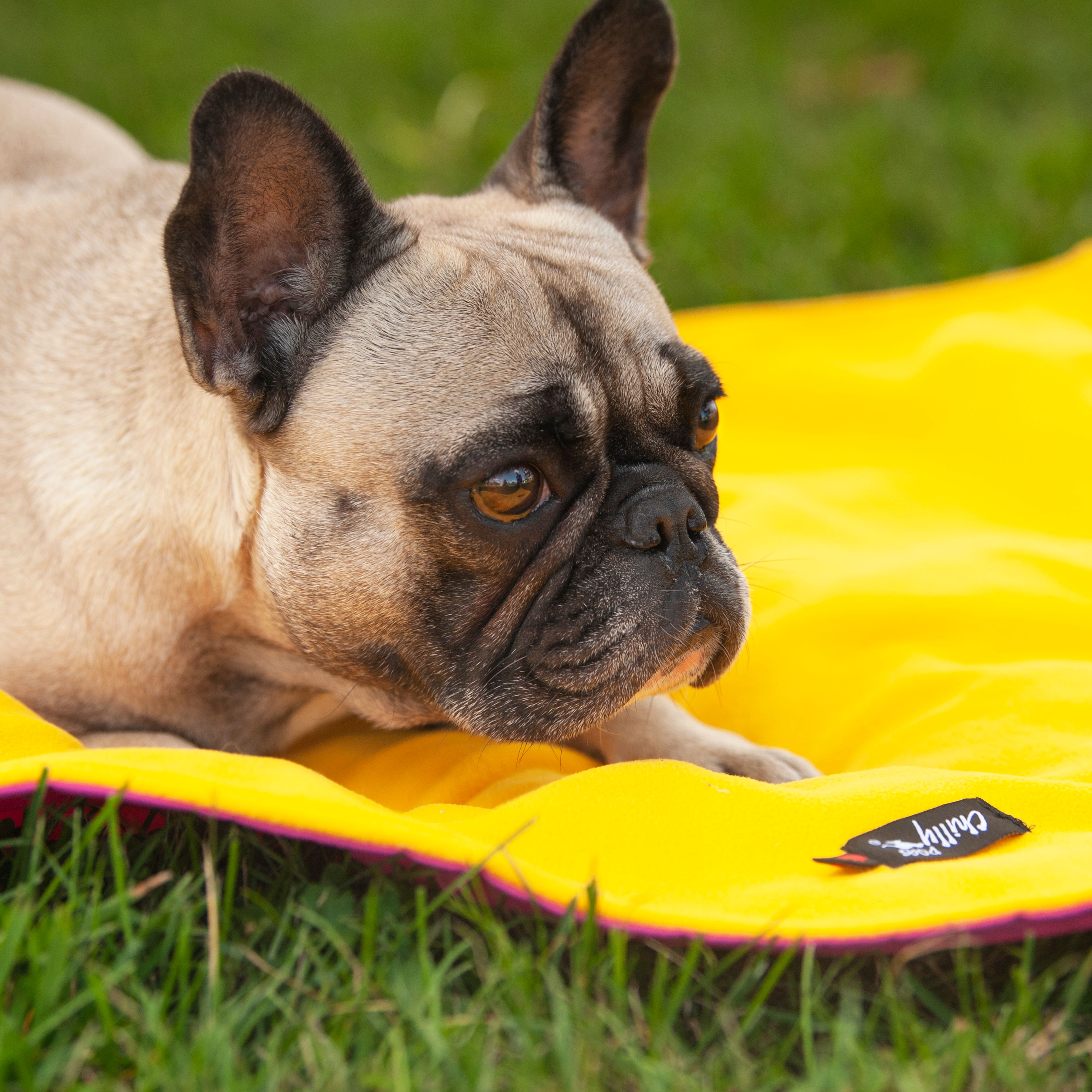 Chilly Dogs Reversible Alpine Mat