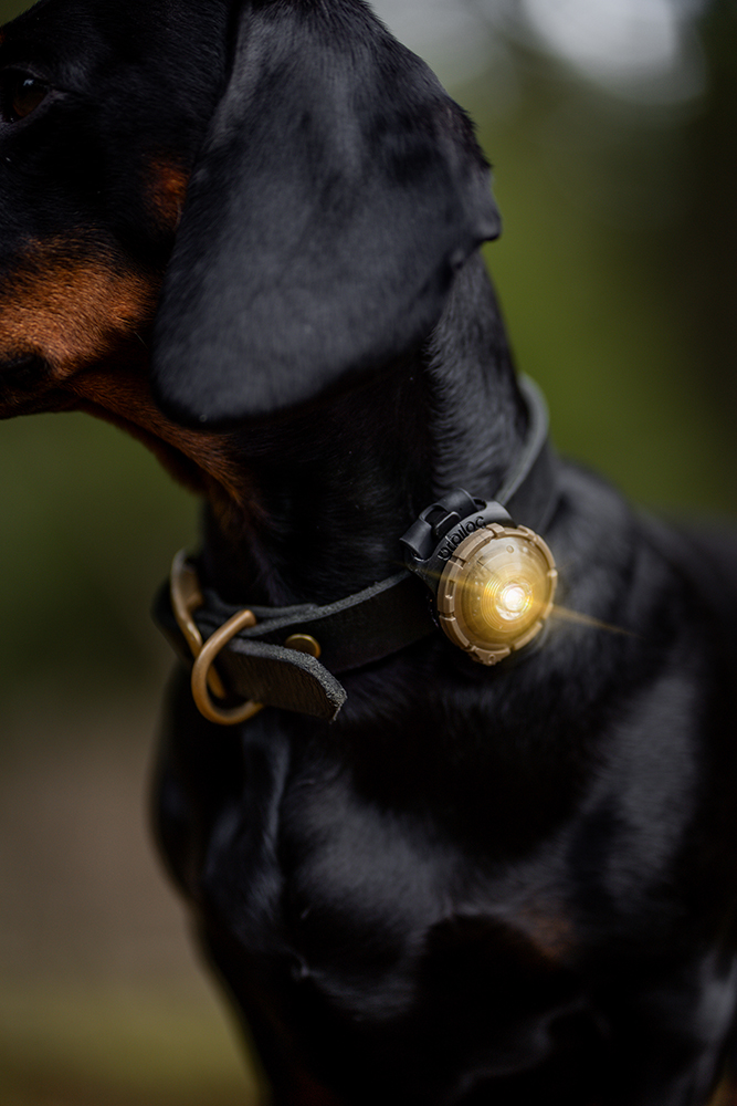Orbiloc Dog Dual Light gold Orbiloc Dog Dual Light gold