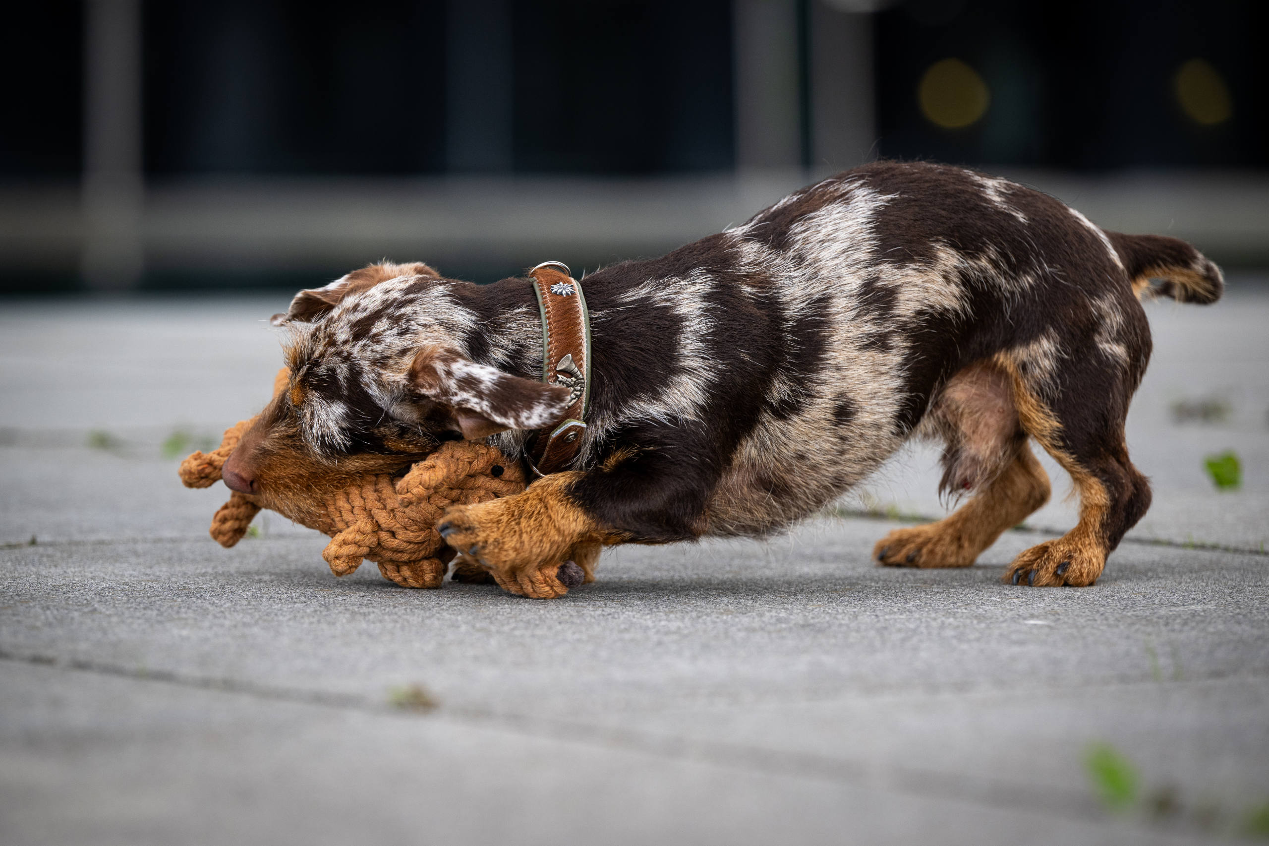 Laboni Hundespielzeug Santa Sausage Weihnachtsdackel