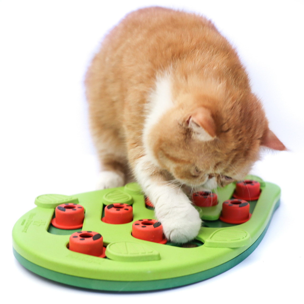 Catstages Puzzle & Play Buggin Out