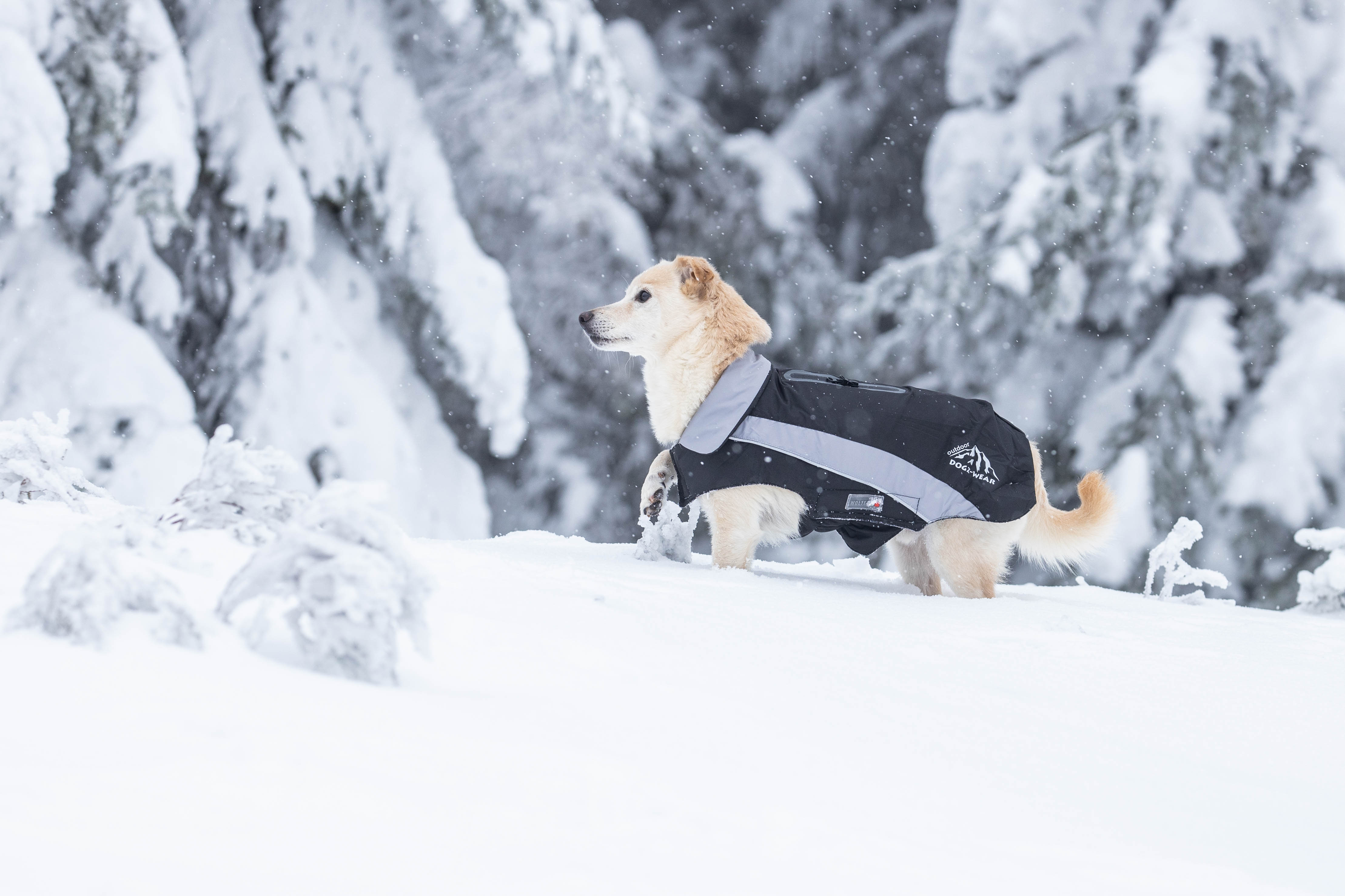 Wolters Skijacke Dogz Wear mit wasserdichtem Reißverschluss