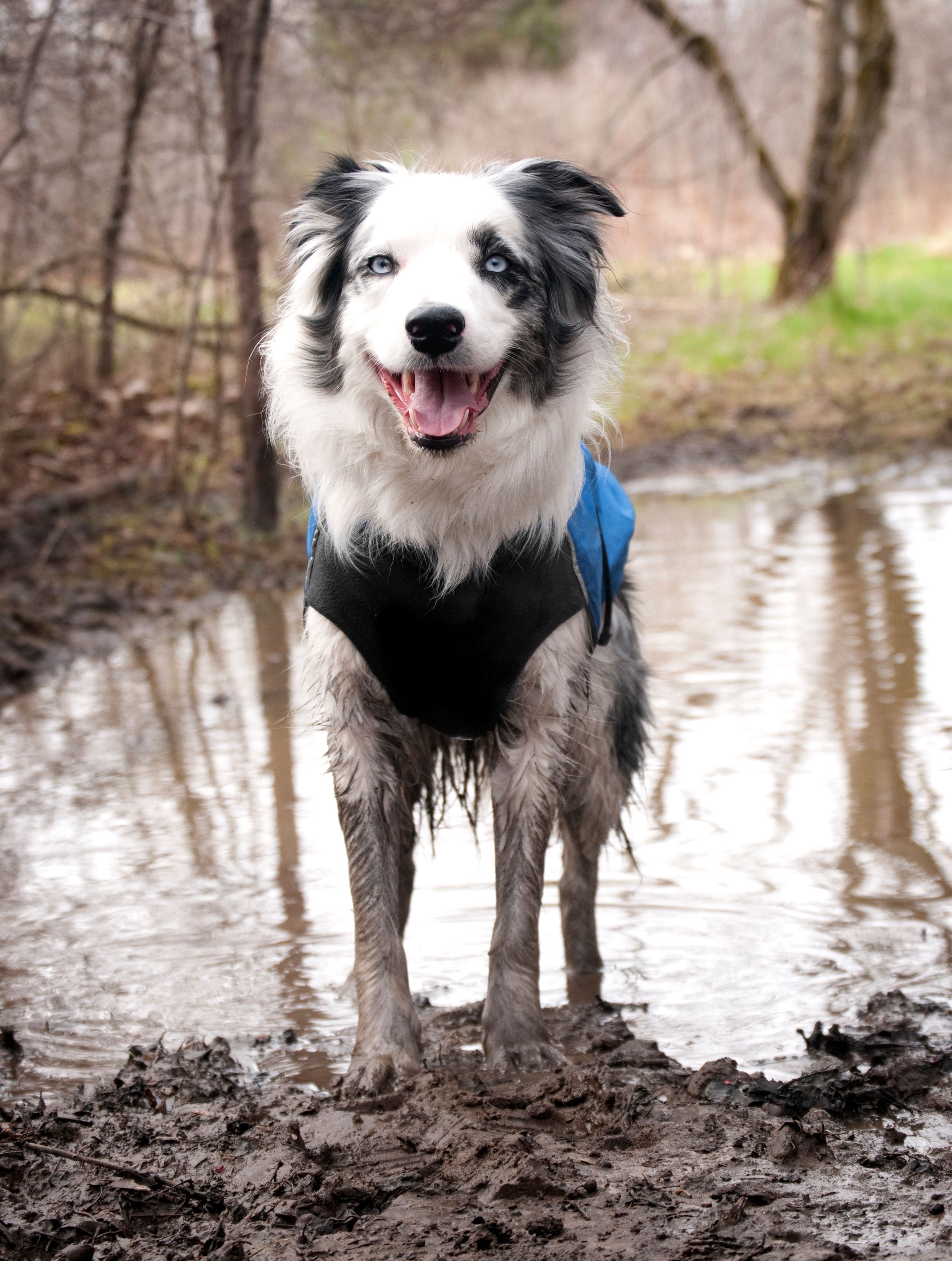 Chilly Dogs Harbour Slicker STANDARD