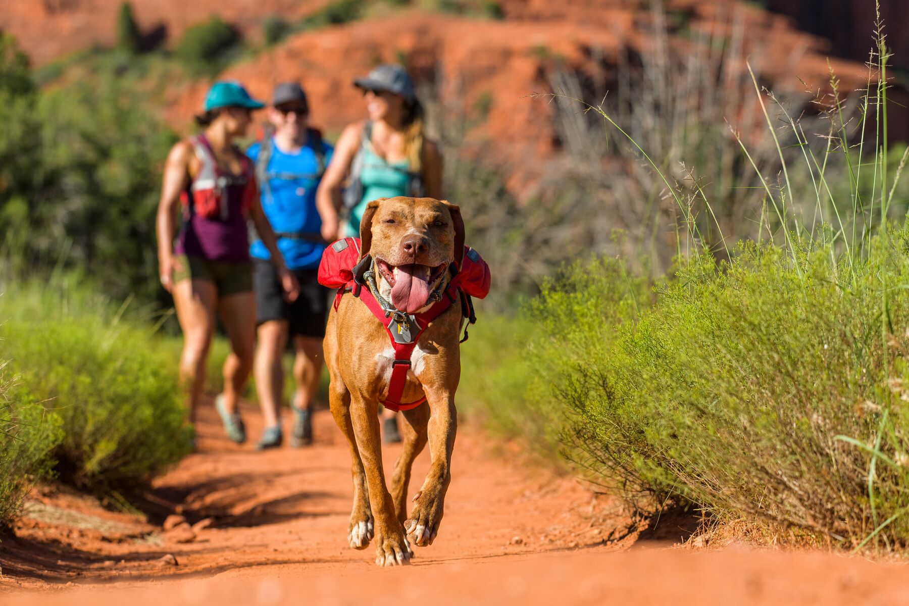 Ruffwear Singletrak Pack Red Currant