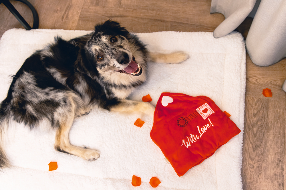 Beeztees Hundespielzeug Valentinstag Hide & Seek Liebesbrief