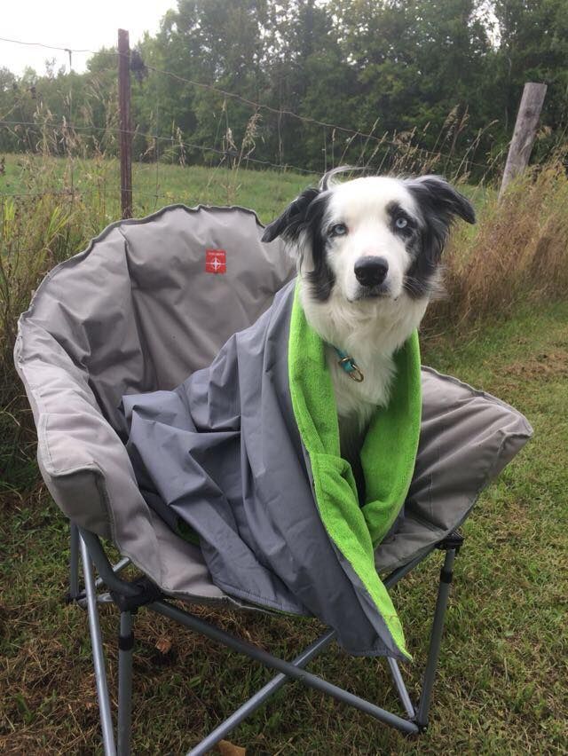 Chilly Dogs Reversible Soaker Blanket