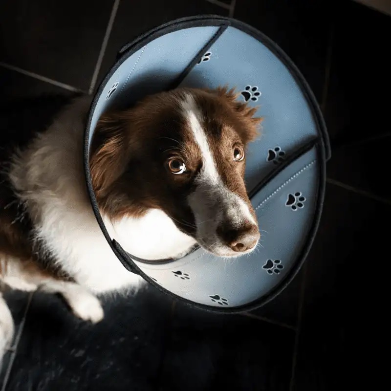Animalsilver Pet Airs Halskrause mit abnehmbarem Teilstück