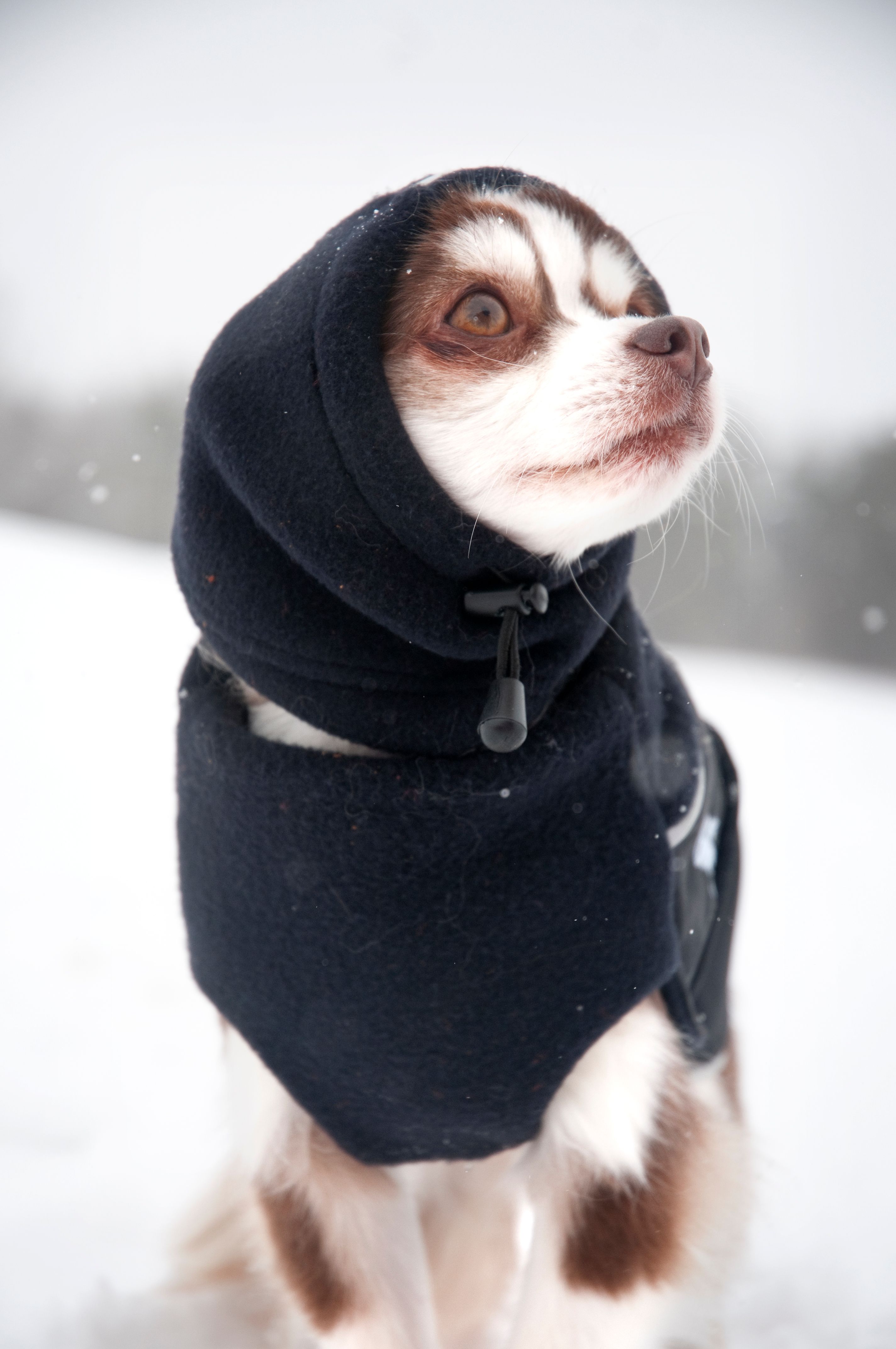 Chilly Dogs Head Muff Chilly Dogs Head Muff